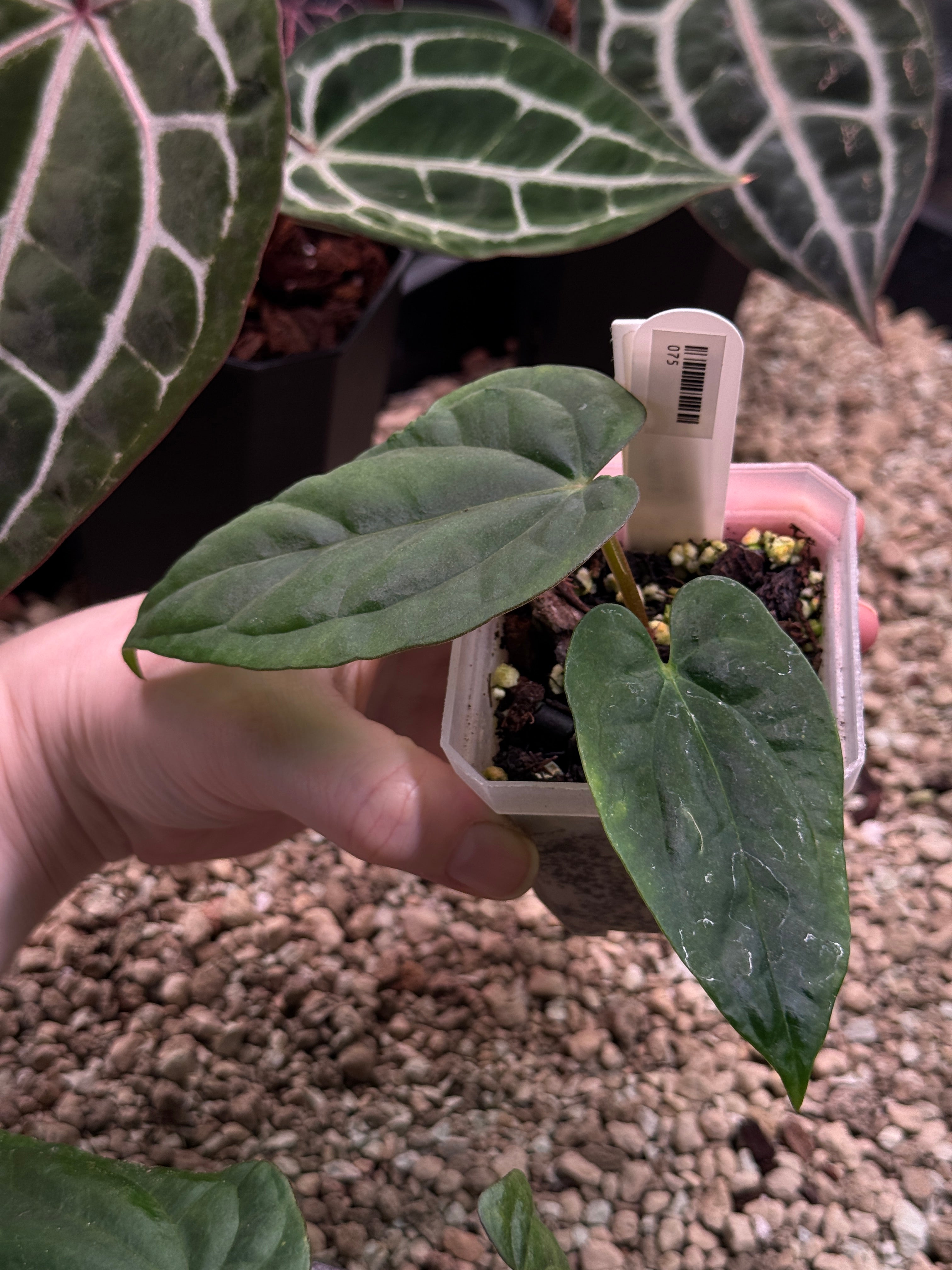 Anthurium Dressleri NSE 'Obsidian' x RG