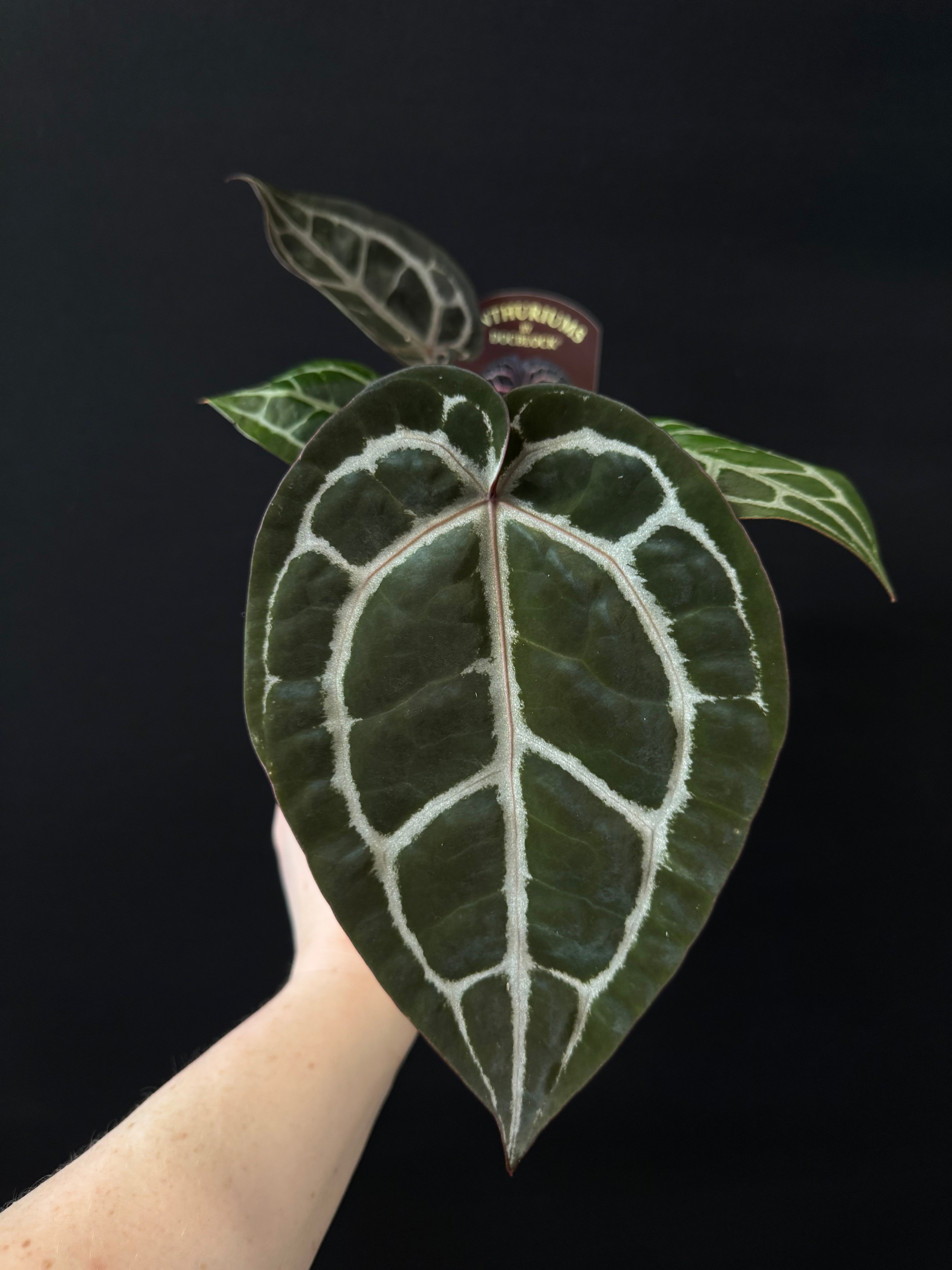 Anthurium DocBlock Michelle