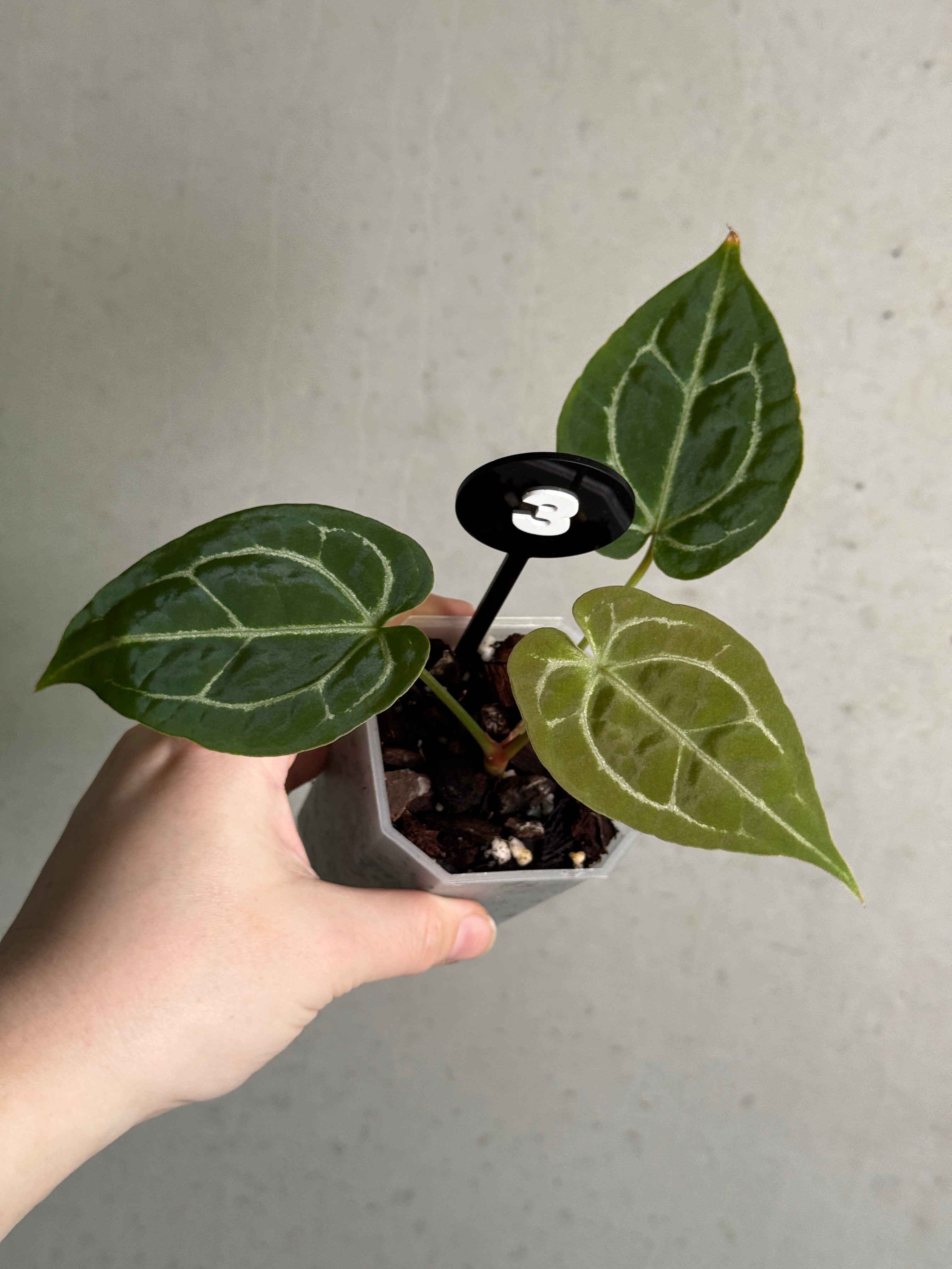 Healthy Anthurium Michelle x Forgetii plant with lush green leaves, from Jordy's Aroids.