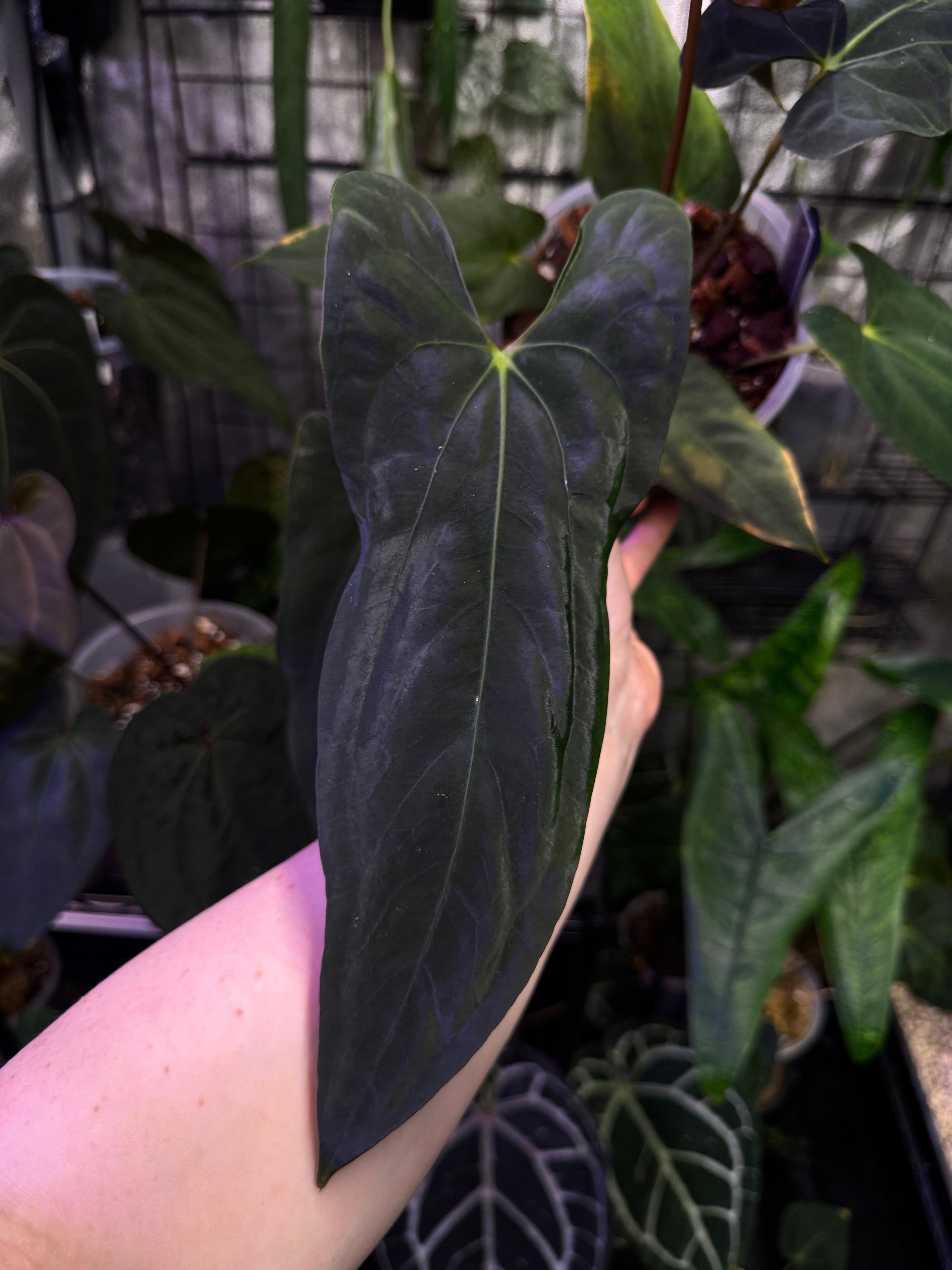 NFS: Anthurium Papillilaminum (Ree Gardens) #1