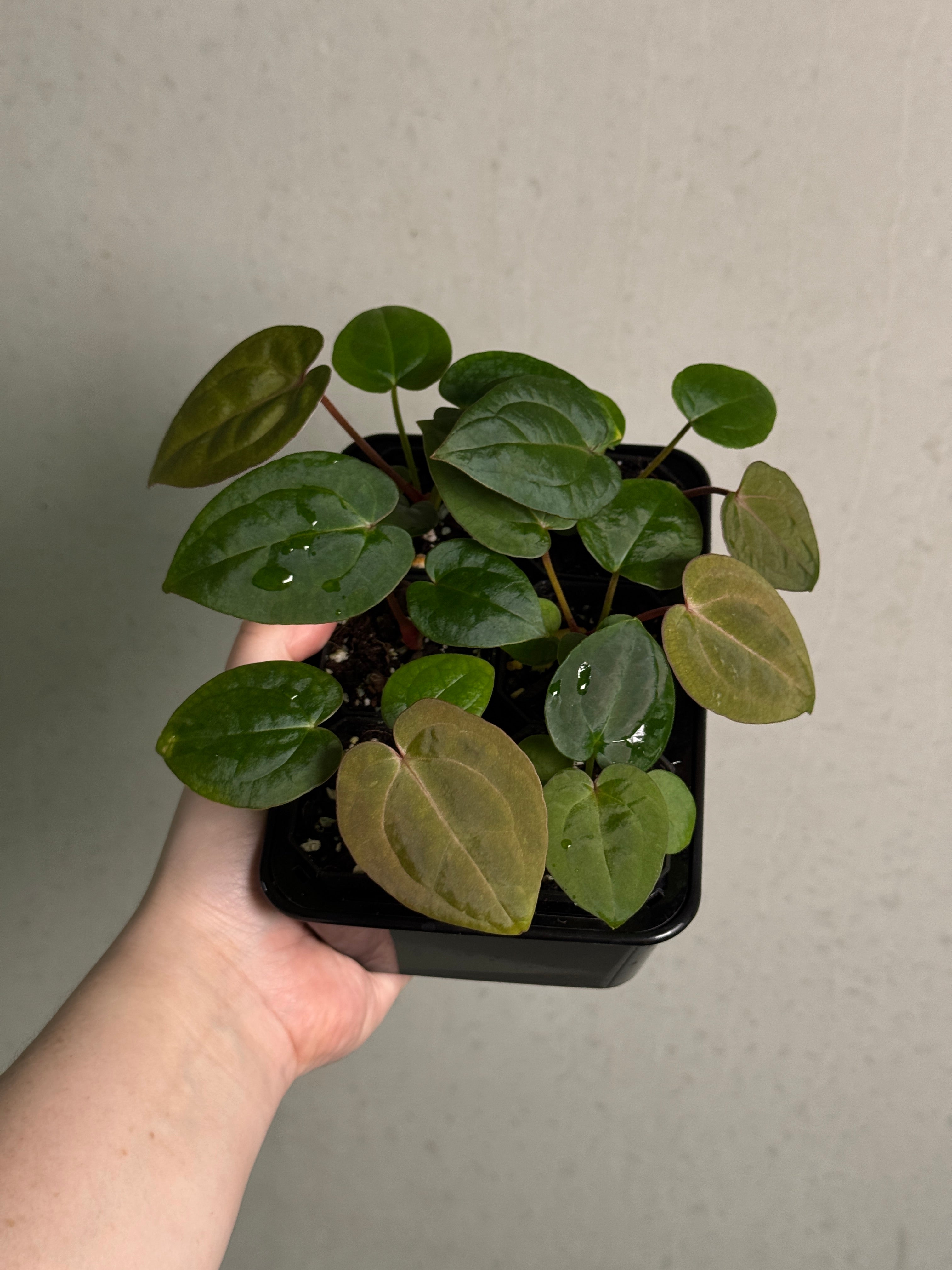 Anthurium Michelle x Red Vein Dark Phoenix