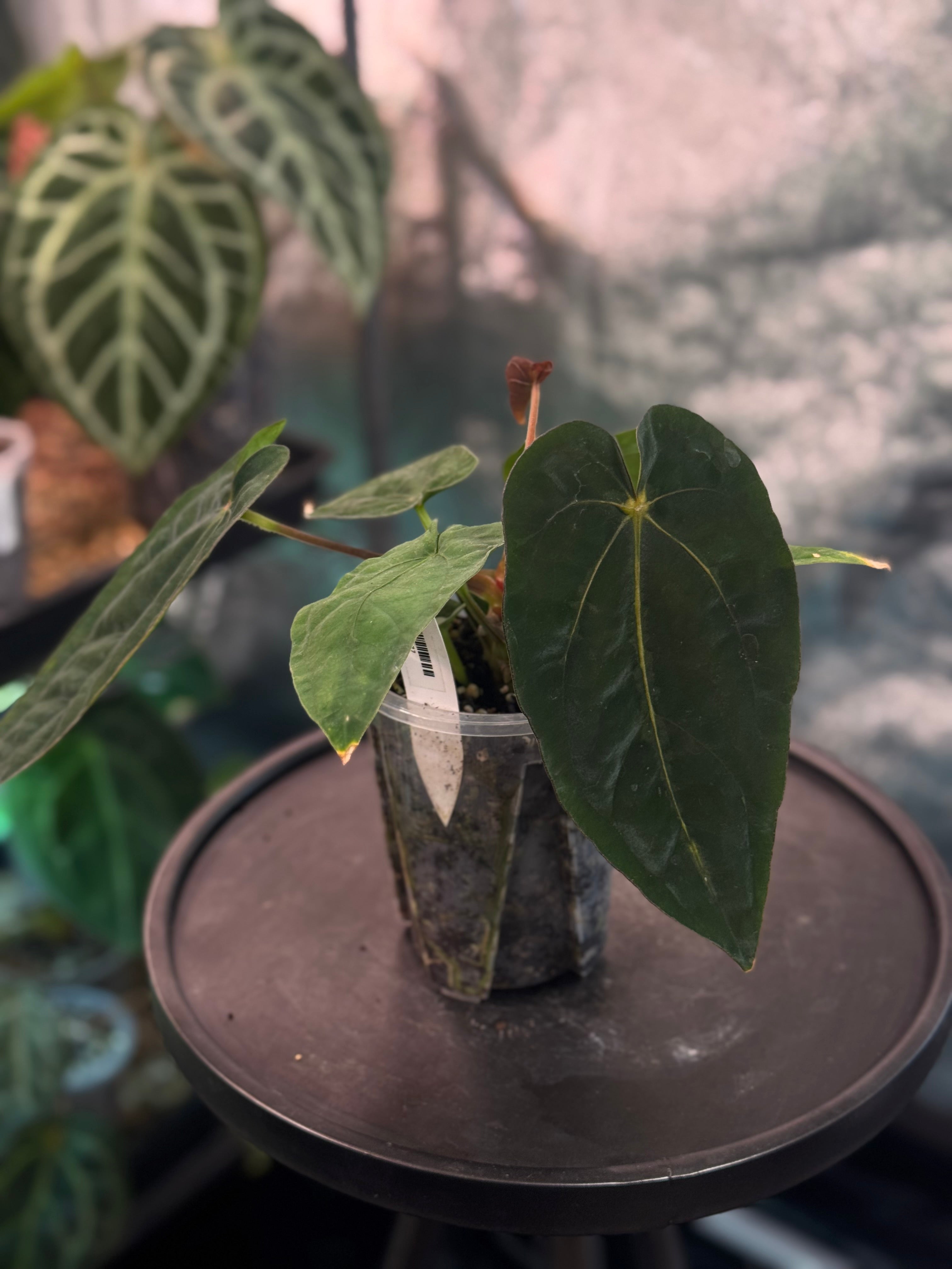 Anthurium Dressleri RG F3