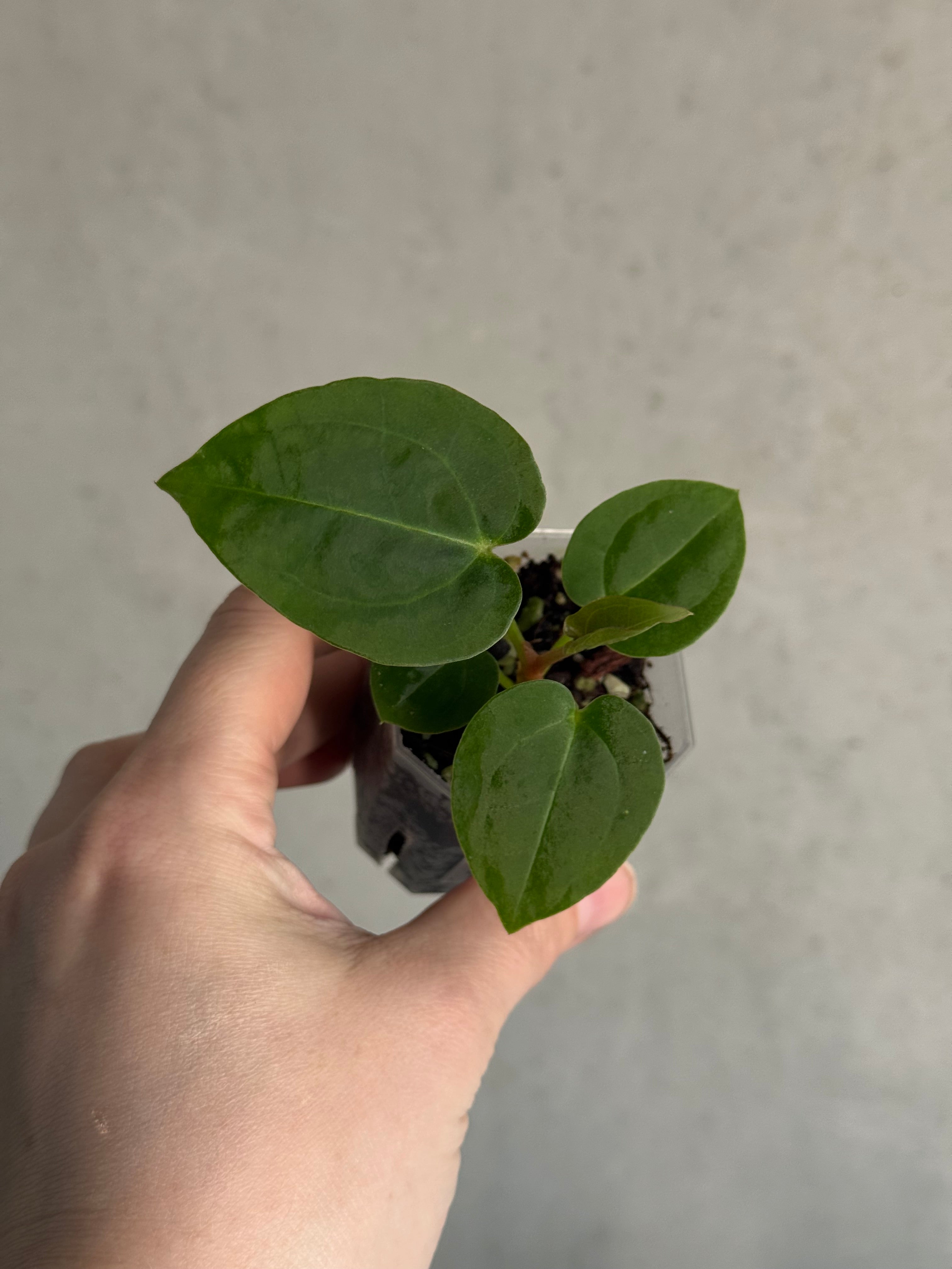 Anthurium Michelle x Papillilaminum ‘Guna Yala’