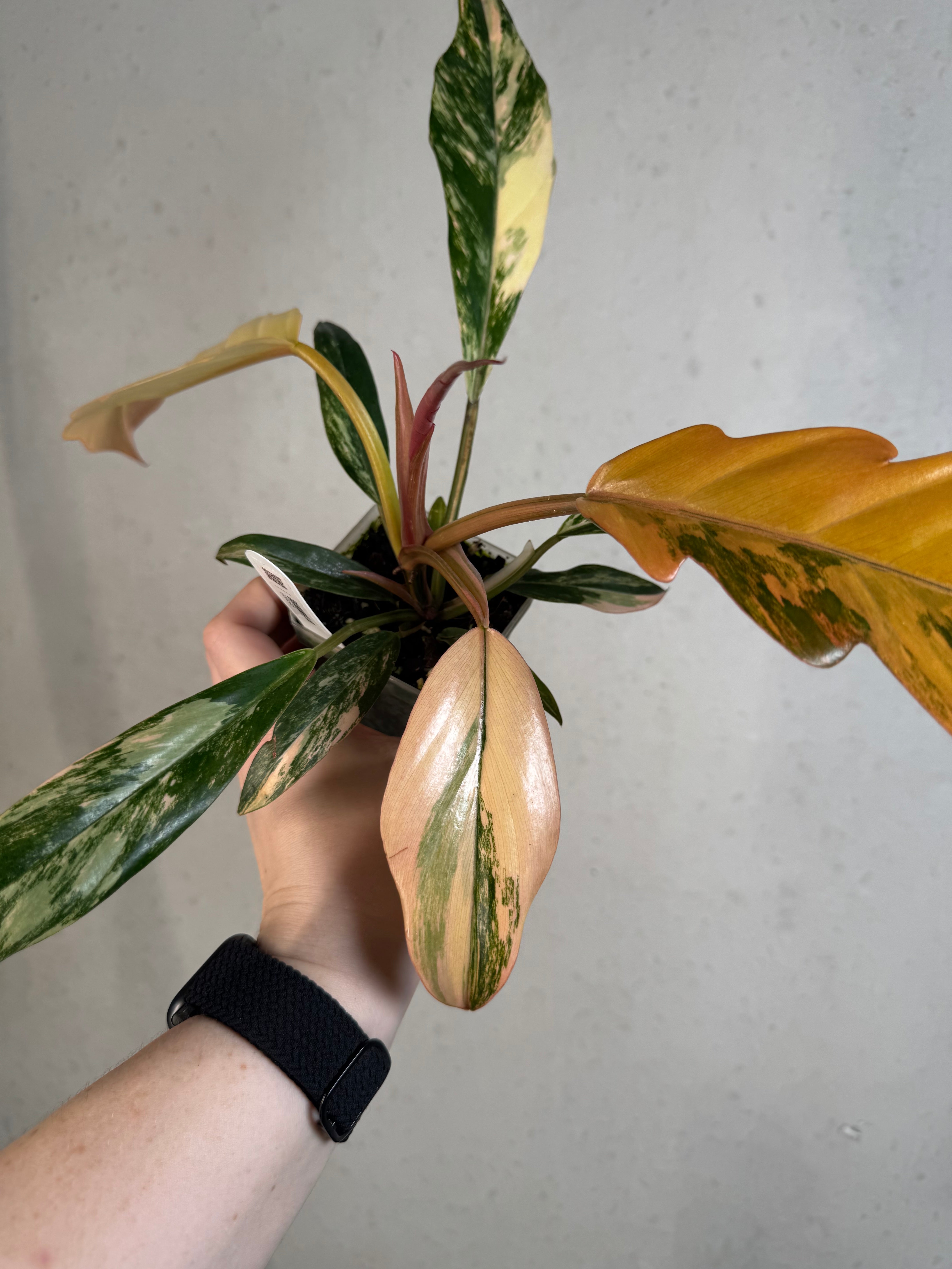 Philodendron Caramel Marble