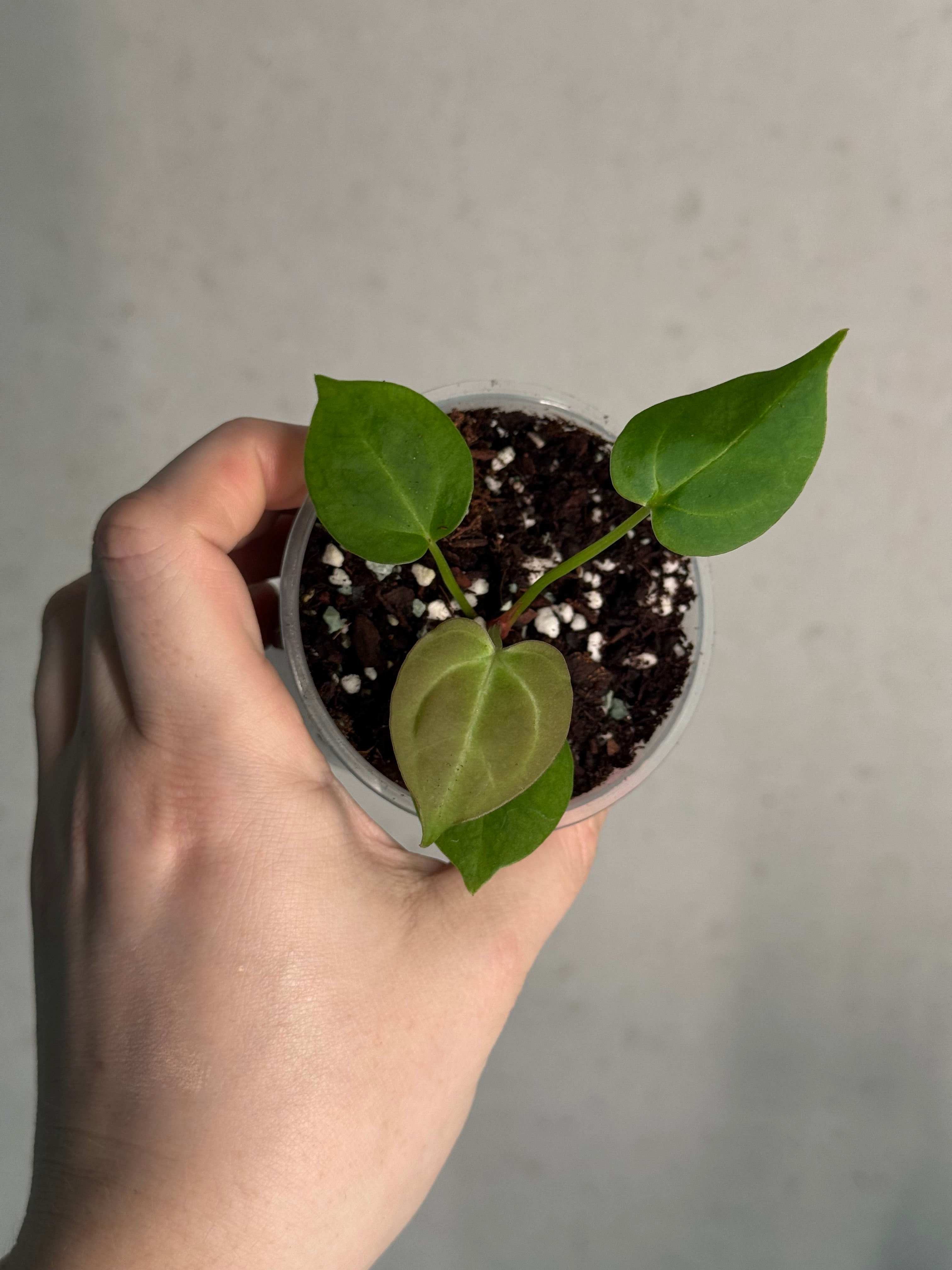 Anthurium (Papillilaminum x) x Crystallinum 'Silver Blush'