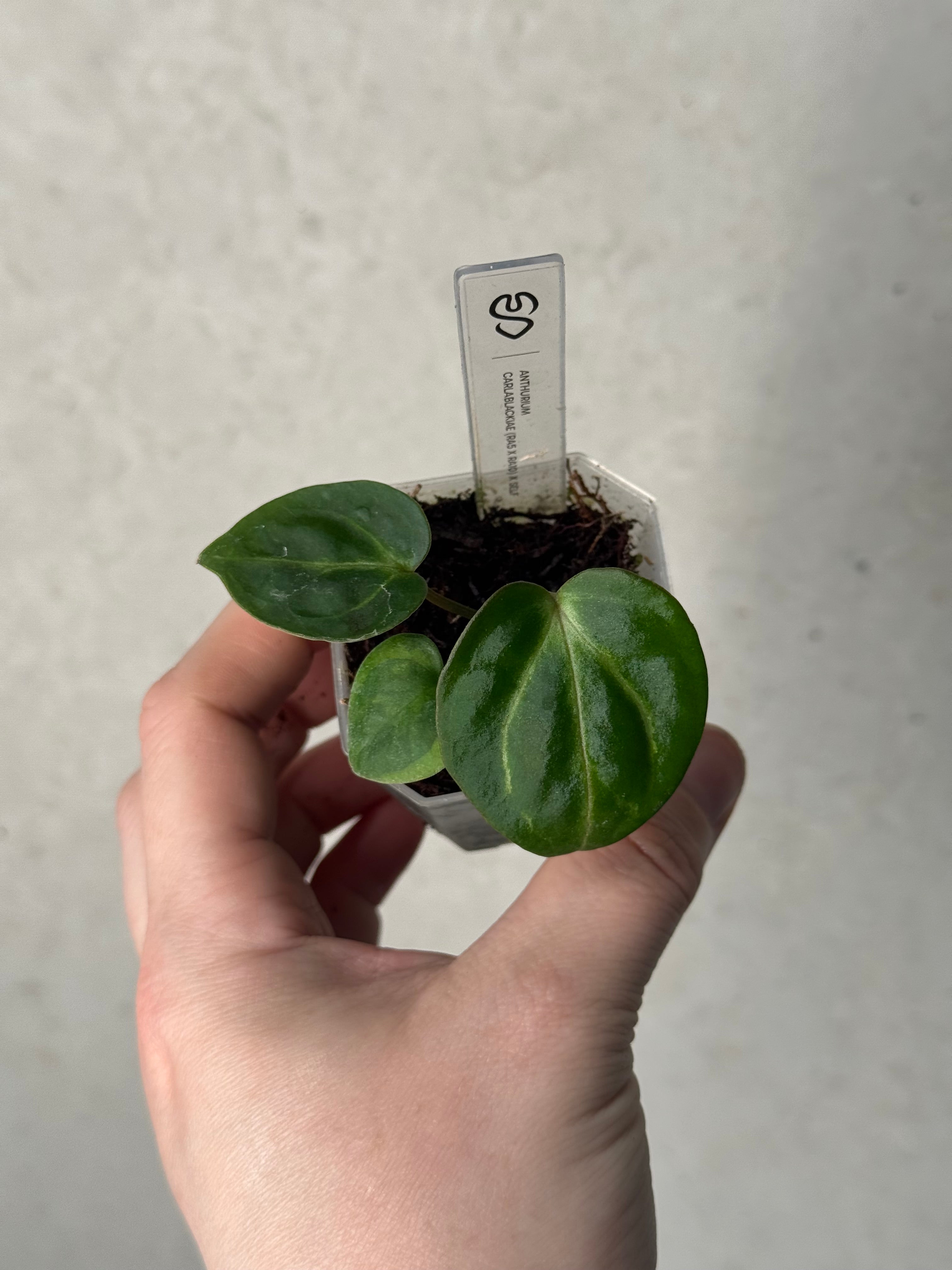 Anthurium Carlablackiae (RA5 x RA10) x self