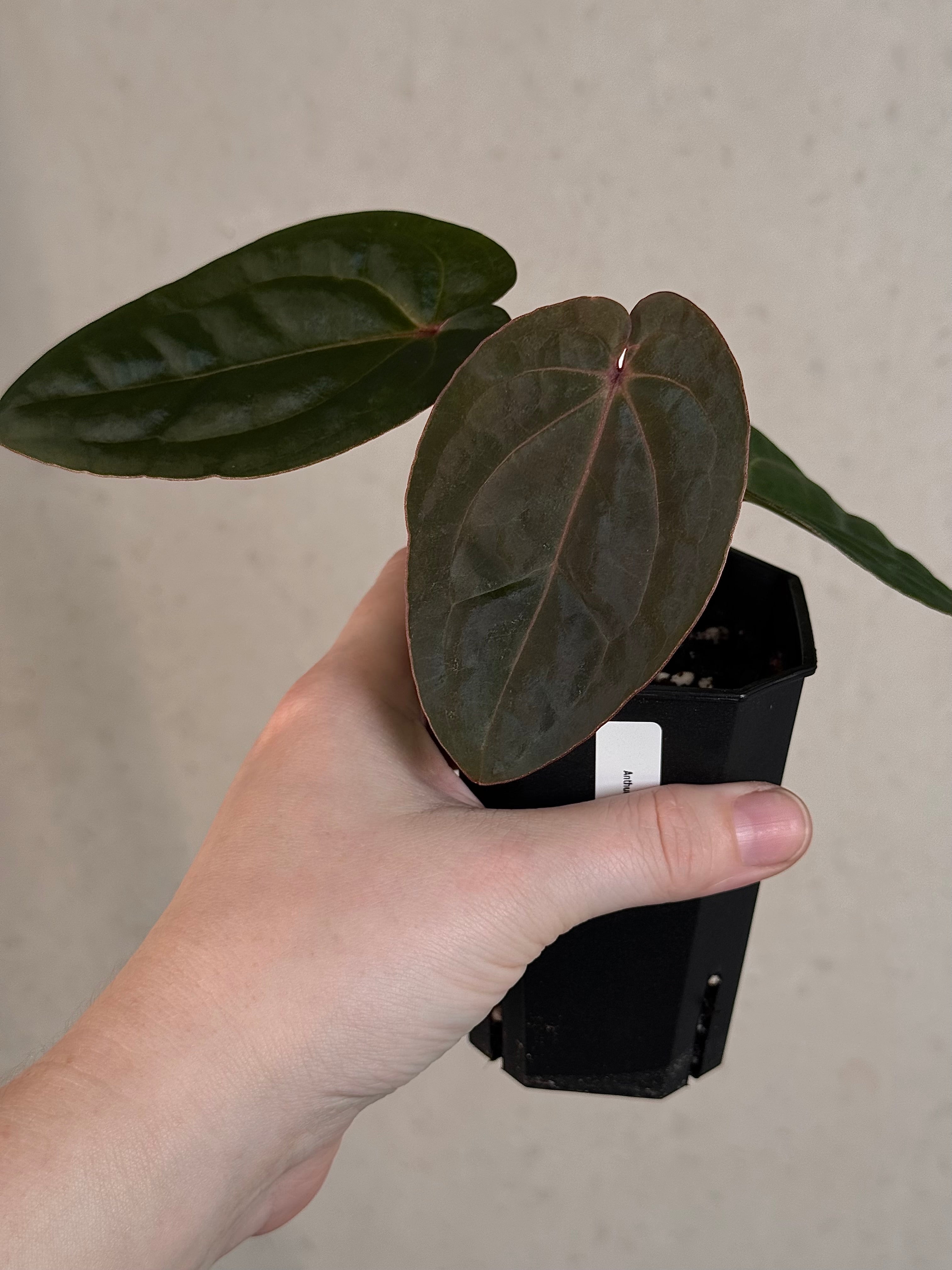 Anthurium ‘Blood Moon’ - Clone