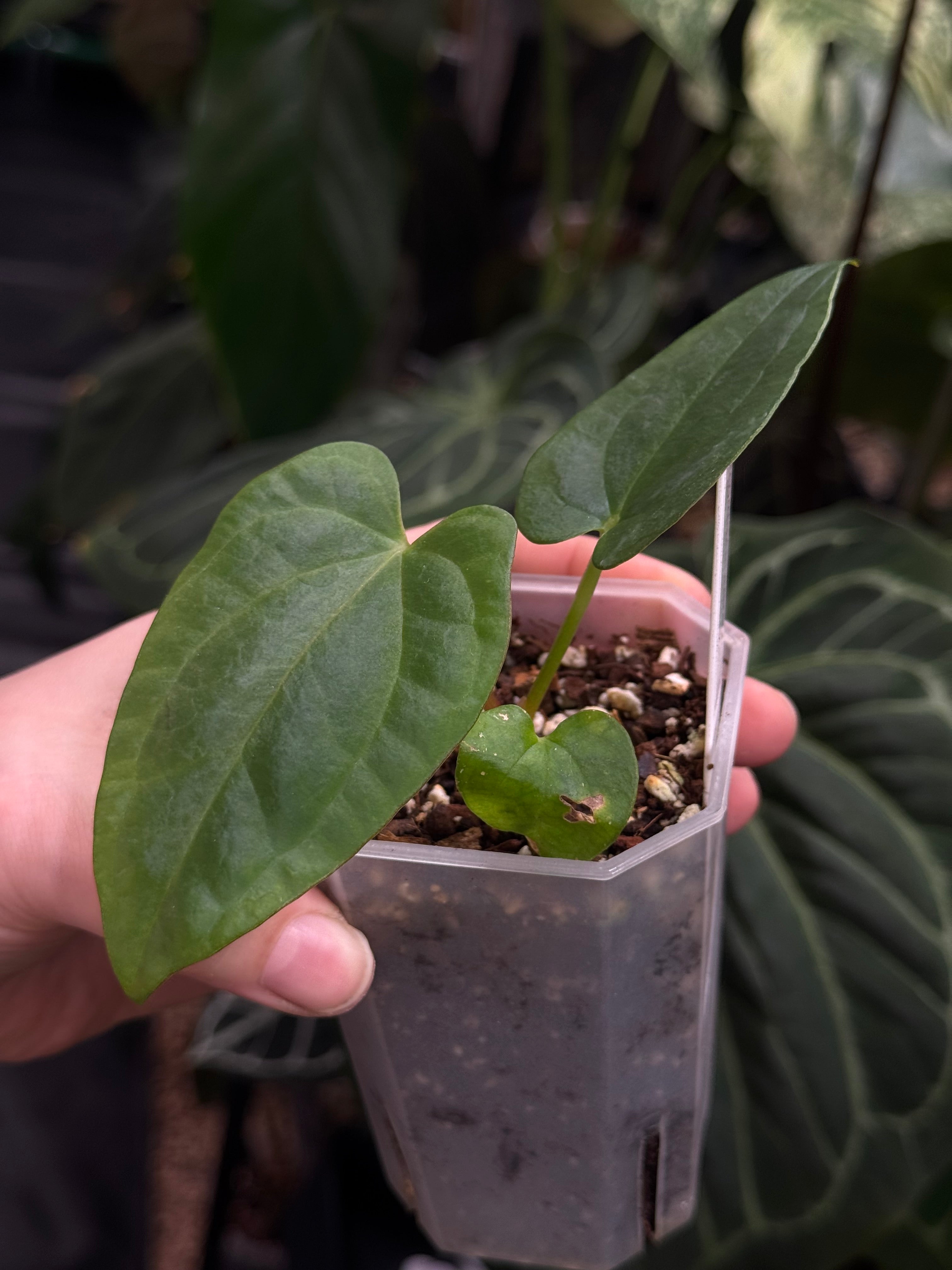 Anthurium Dressleri NSE 'Obsidian' x RG