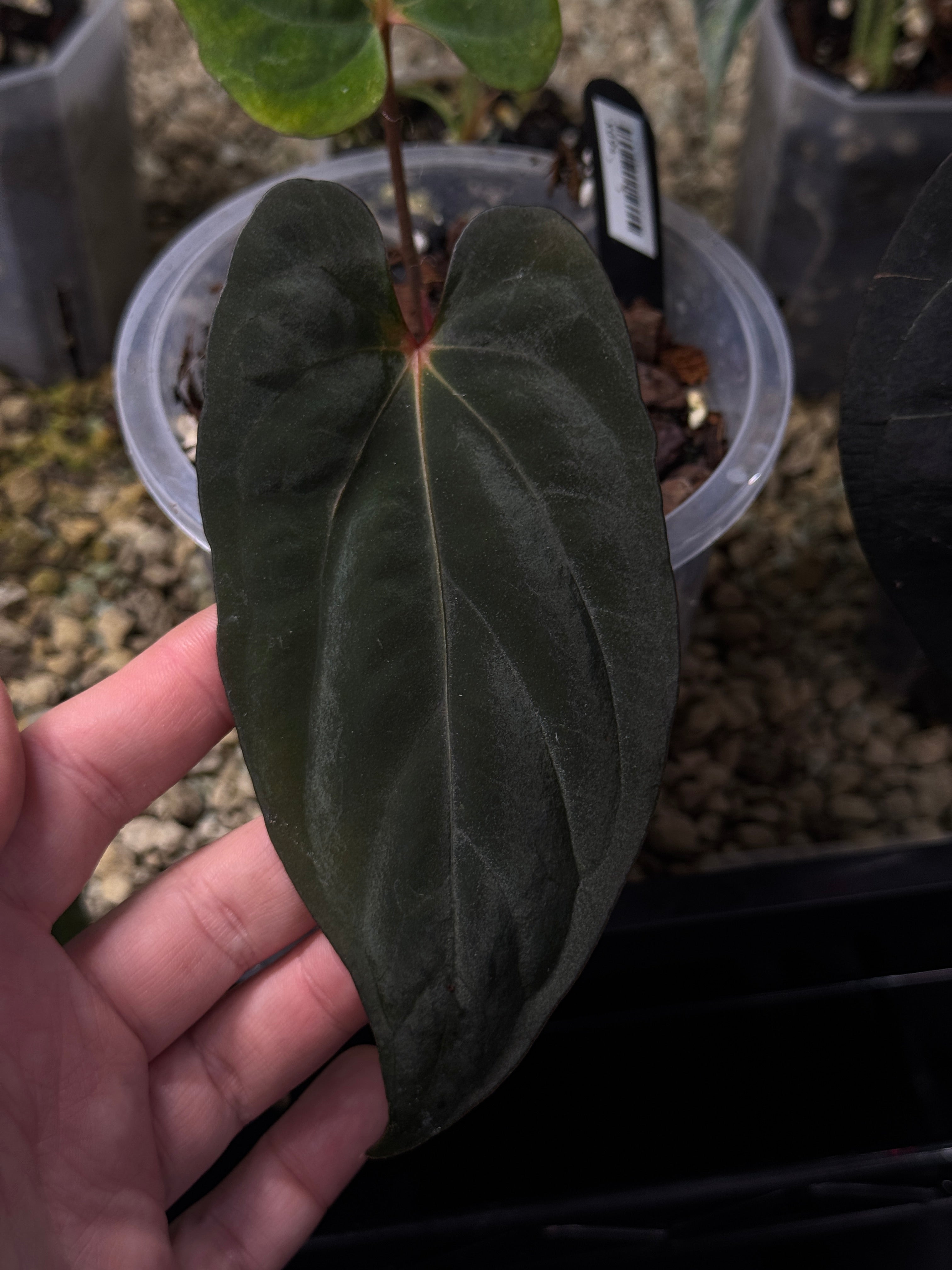 Anthurium Midnight Velvet x BVEP (Tezula) - Clone - SMUKHI