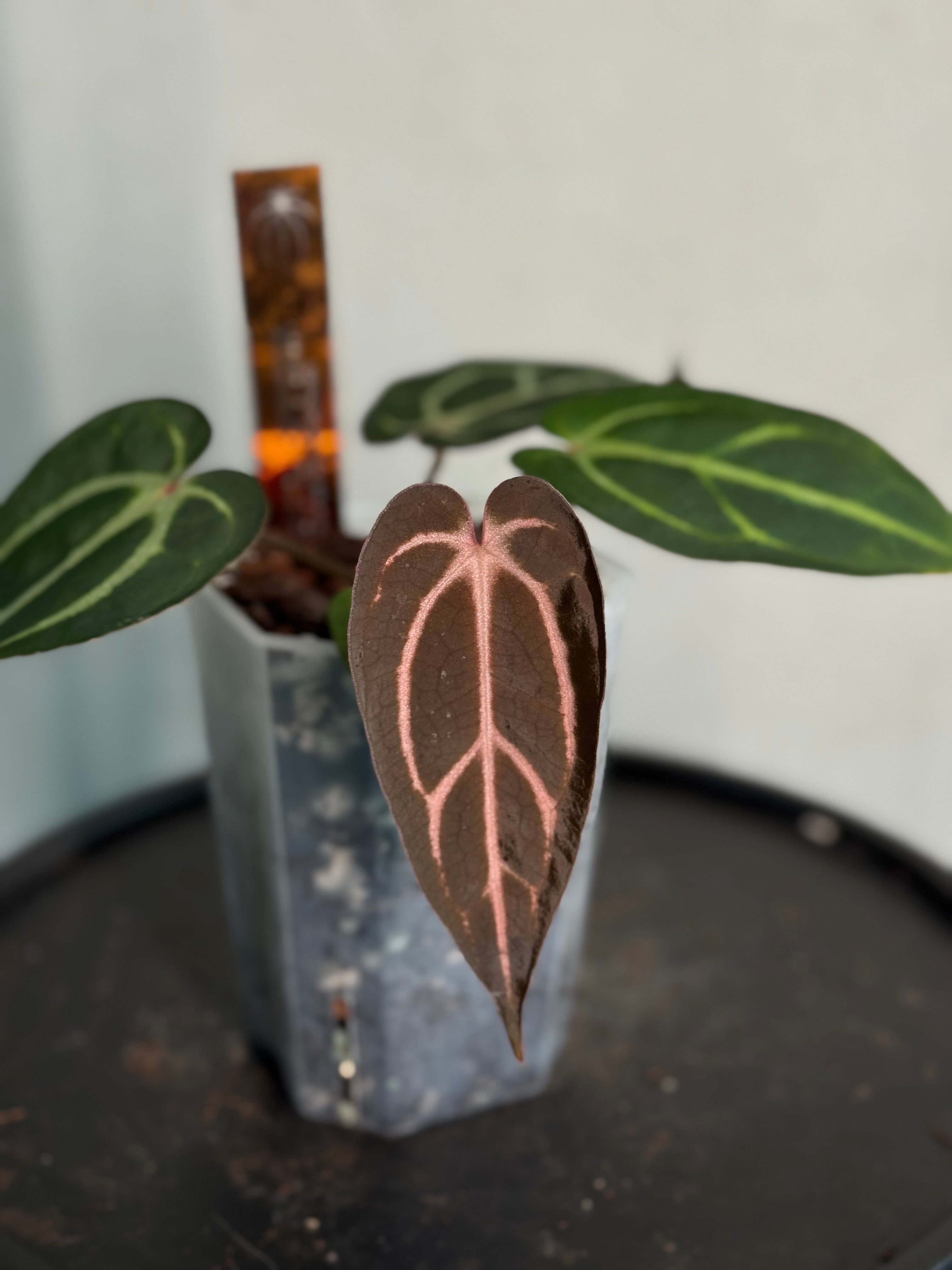 Anthurium Carlablackiae ‘Round’ x GPH-001