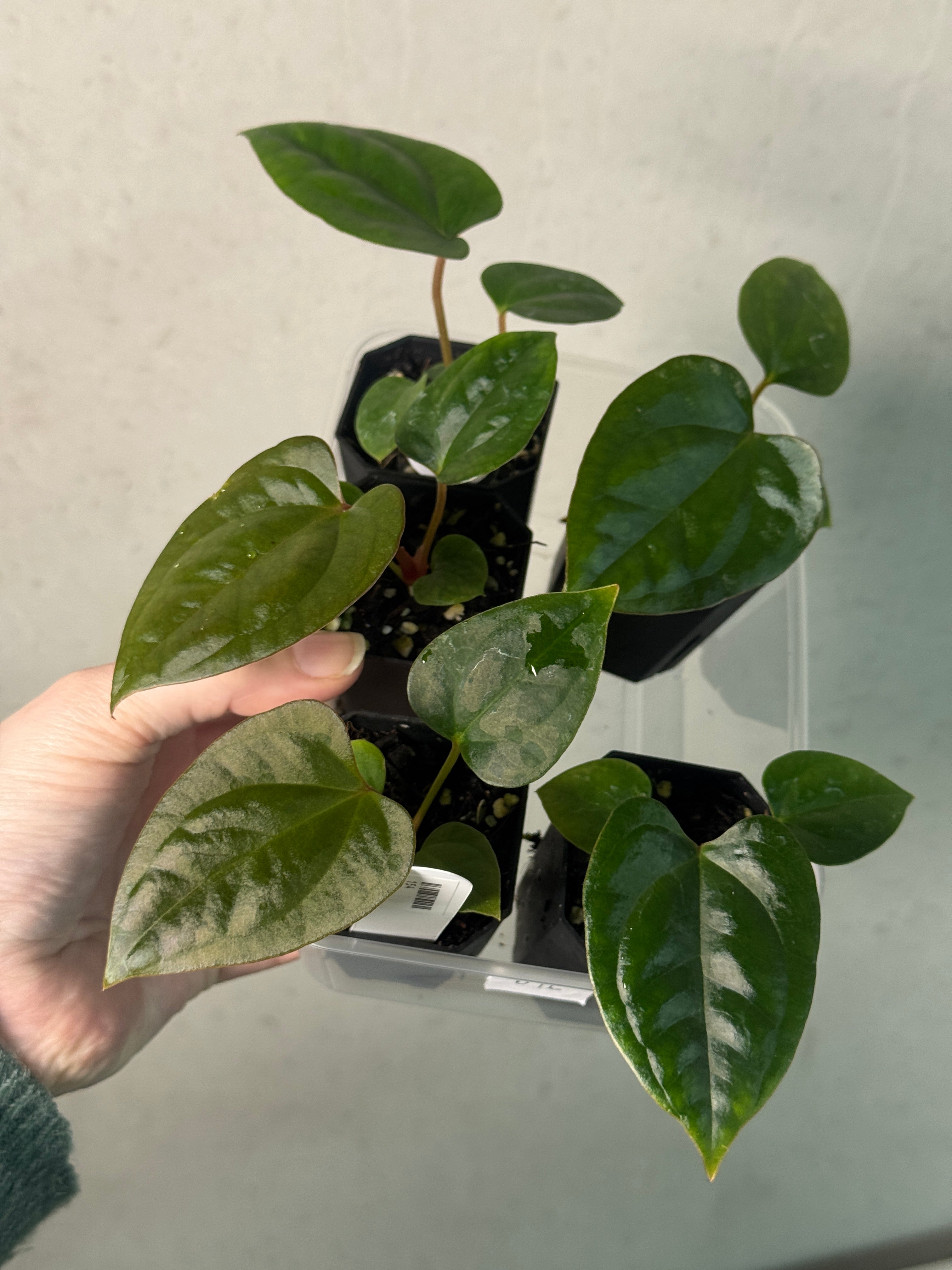 Anthurium (Dark Phoenix x Goliath) x (sp. Napo x Luxurians) - SMUKHI