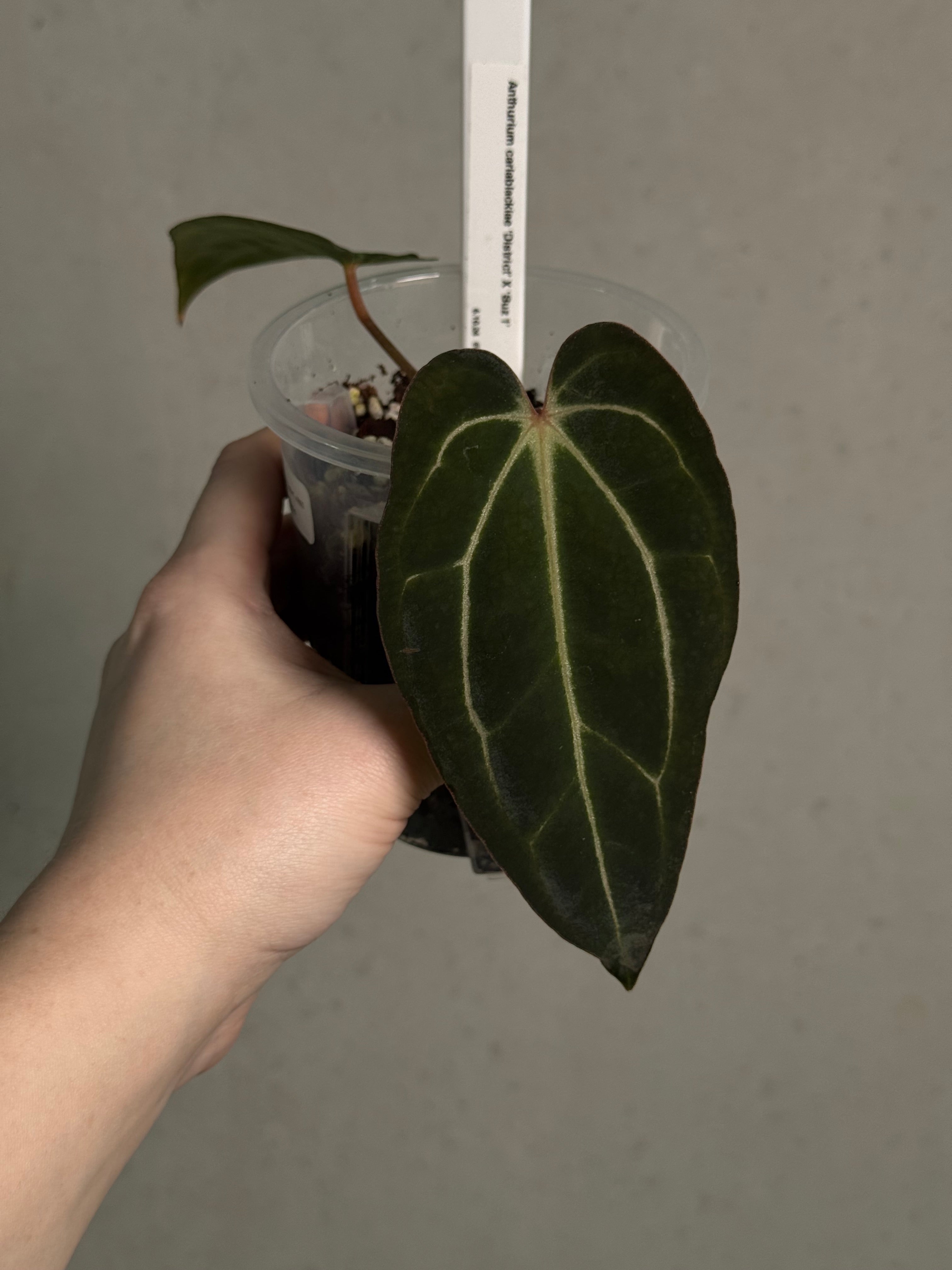 Anthurium Carlablackiae 'District' x BUZ1 - Sad Plant - SMUKHI