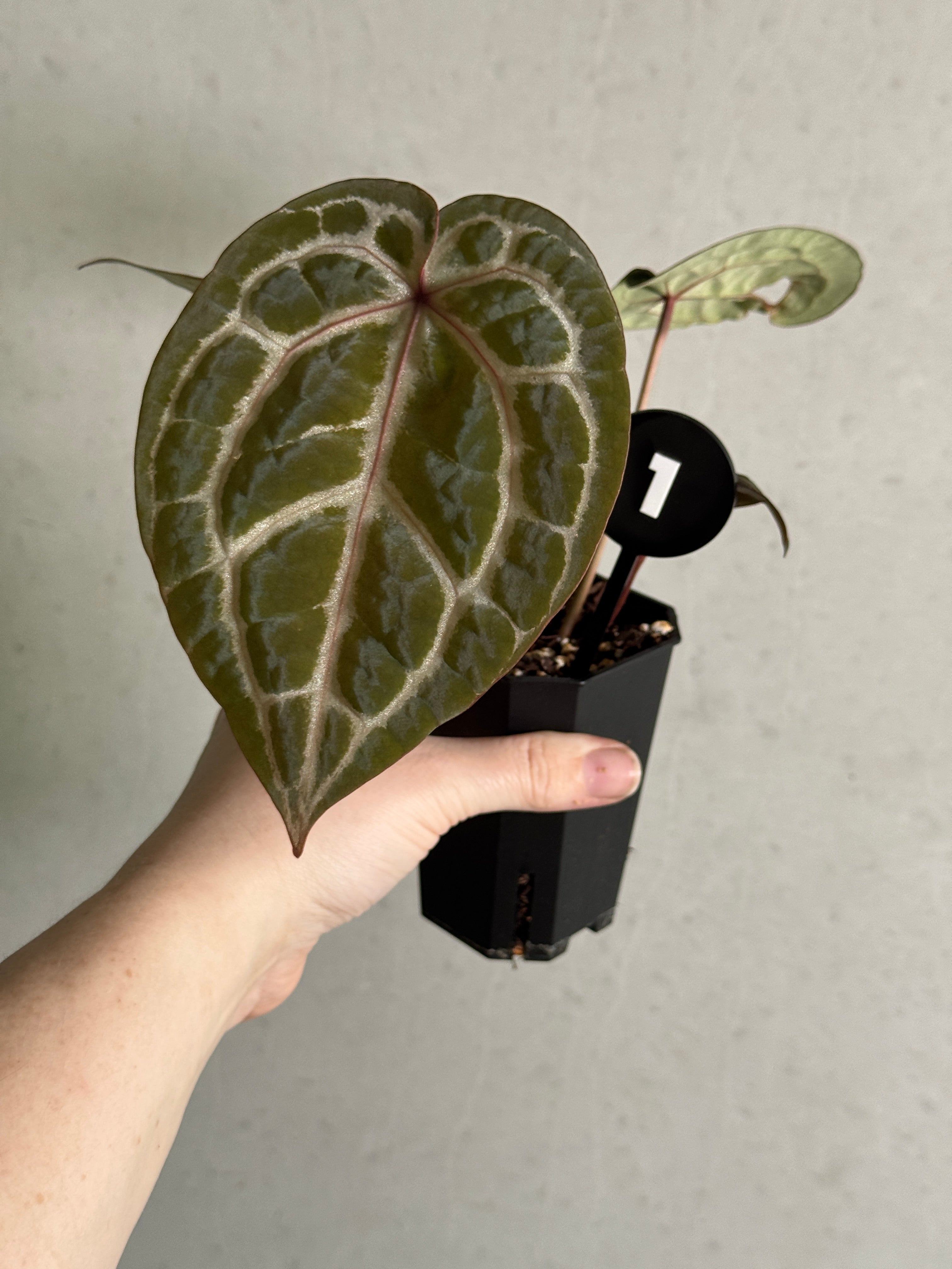 Anthurium Michelle
