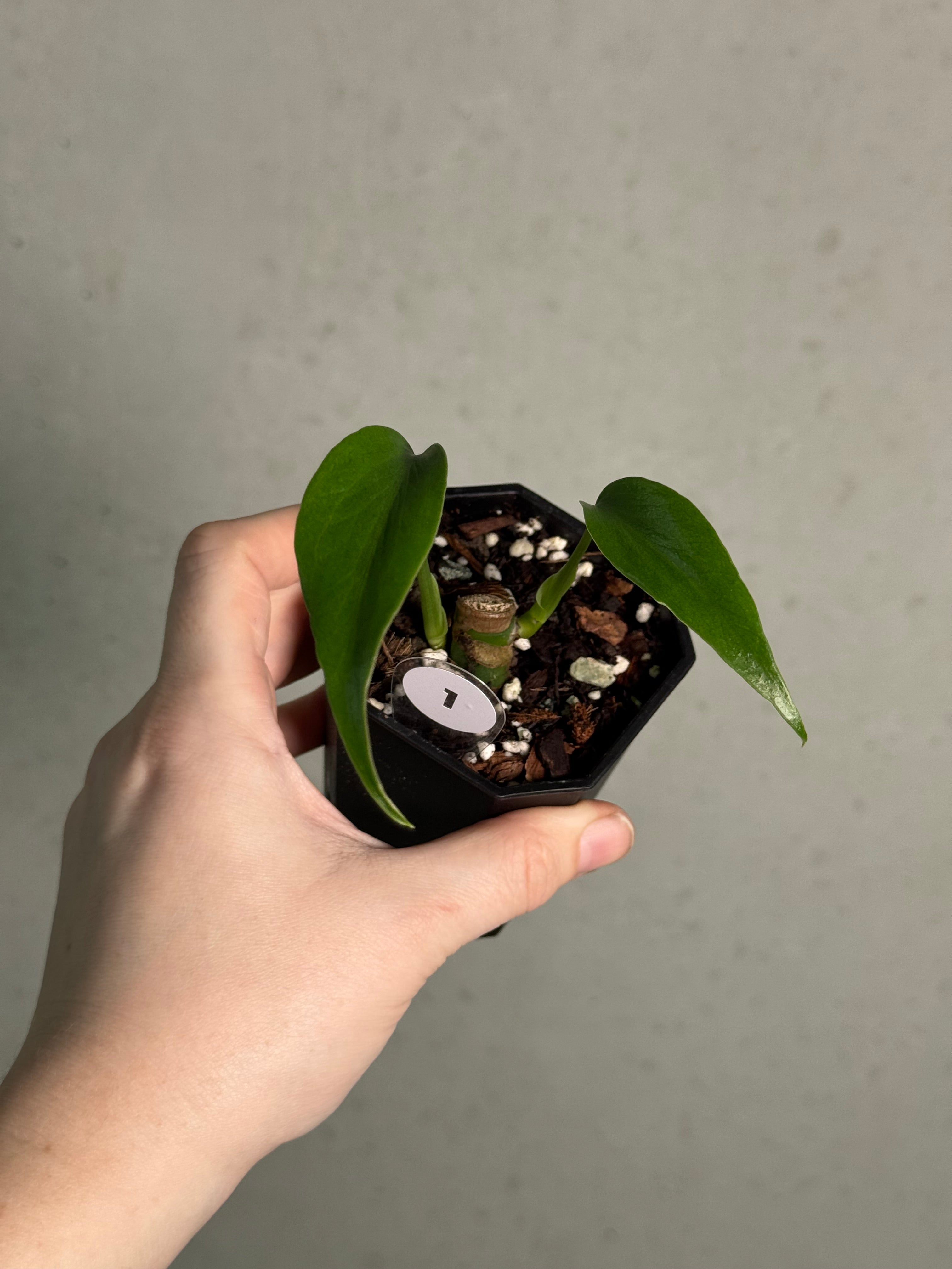 Monstera Burle Marx Flame - Clone - SMUKHI