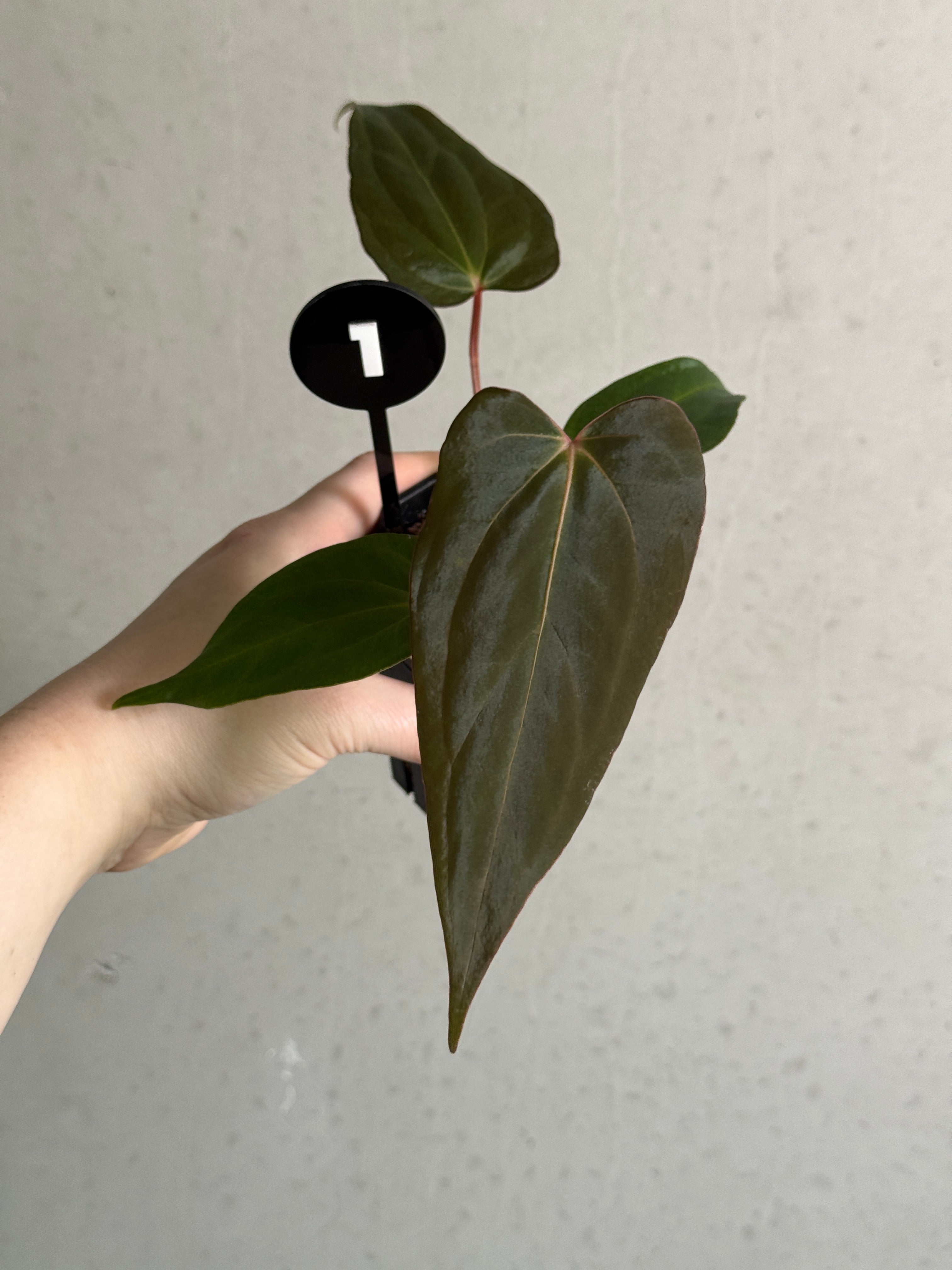 Anthurium Fort Sherman S1 x Carlablackiae x