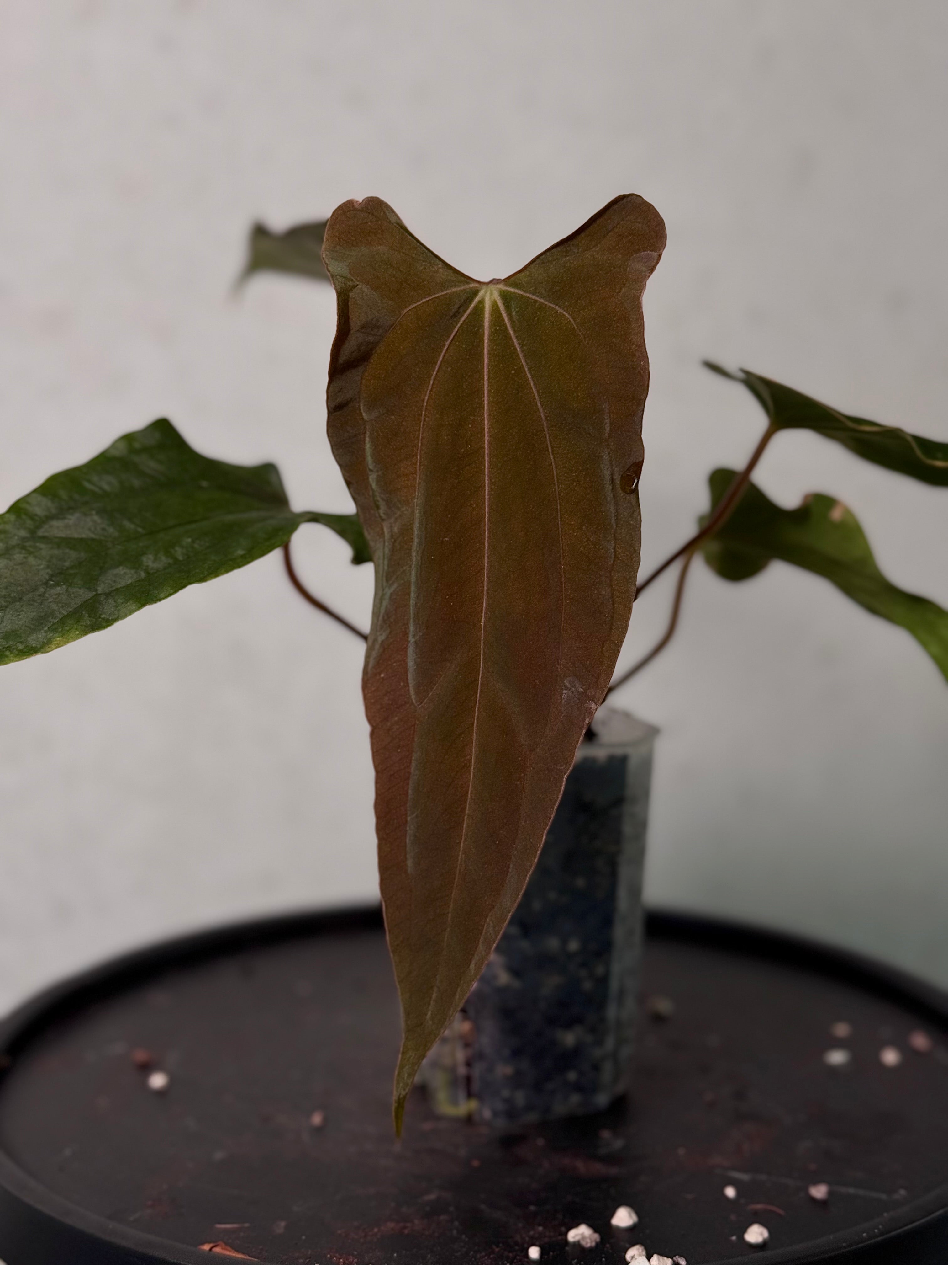 NFS: Anthurium (Ralph Lynam x Fort Sherman) x Ralph Lynam S1