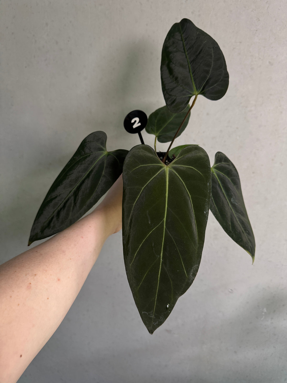 Crystallinaminum Anthurium Carlablackiae RA10 x sp. Nov plant with dark glossy leaves and vibrant spathes, indoor decorative foliage plant