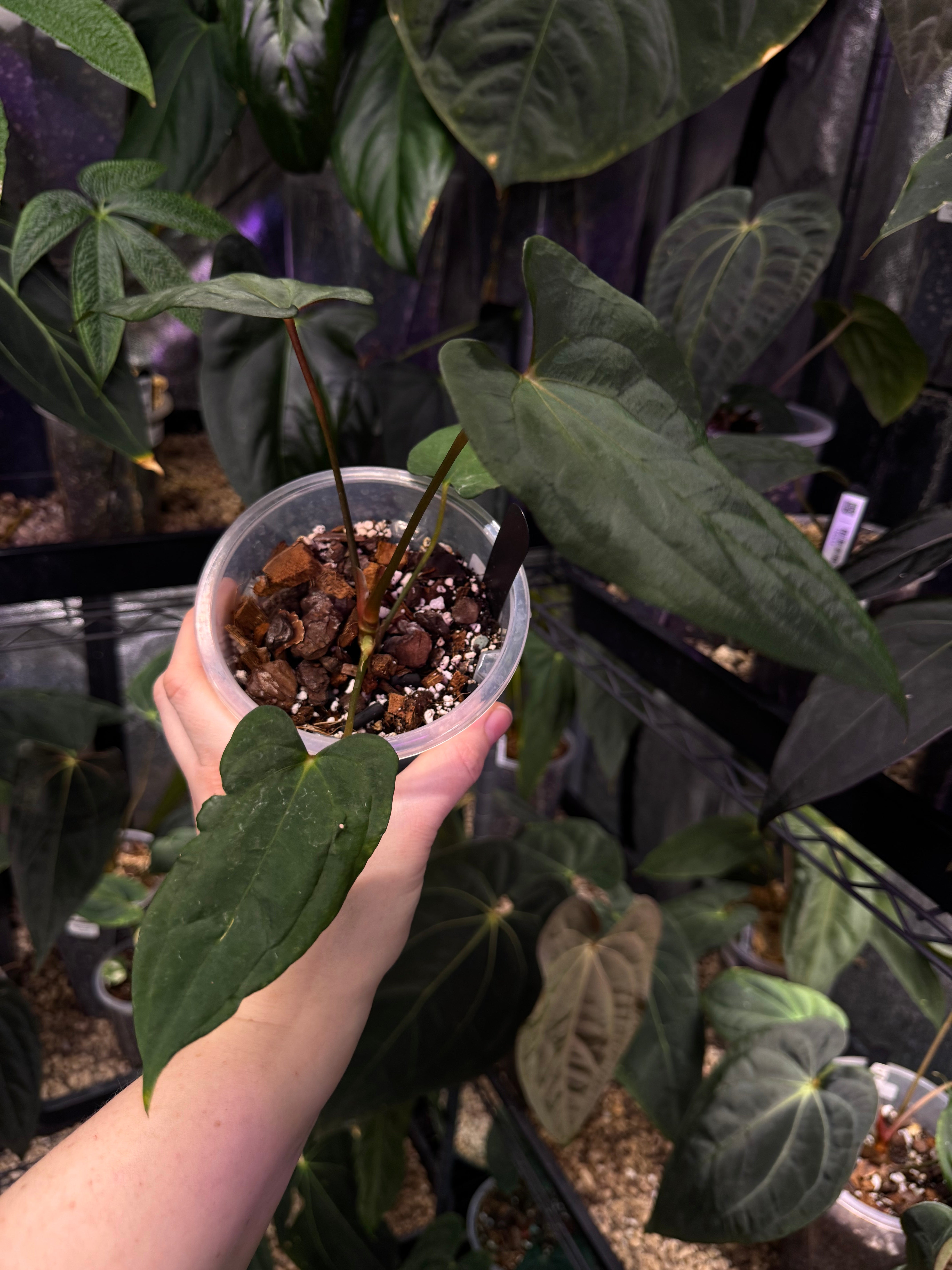 NFS: Anthurium Papillilaminum (EU)