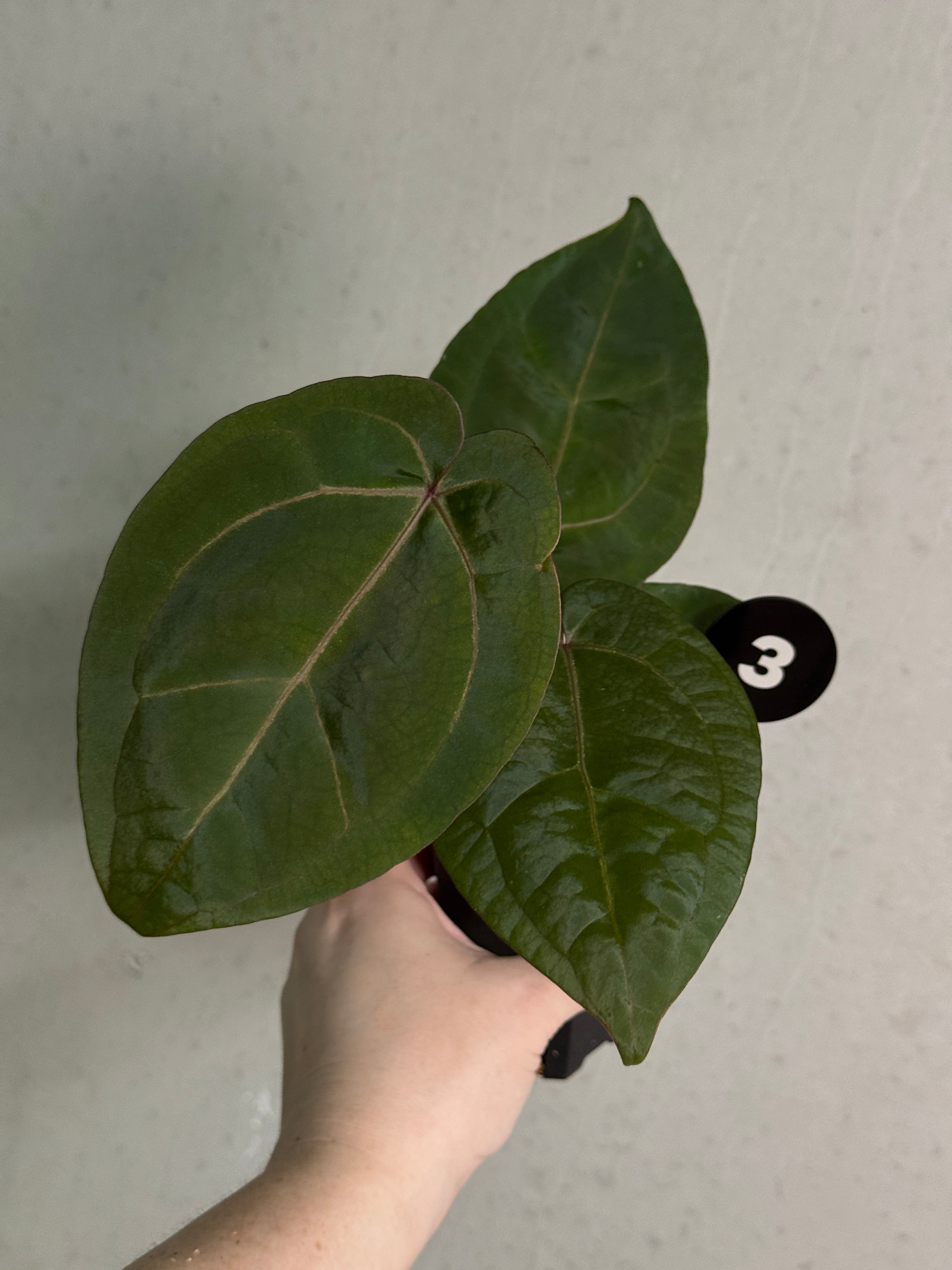 Anthurium Michelle x (?)