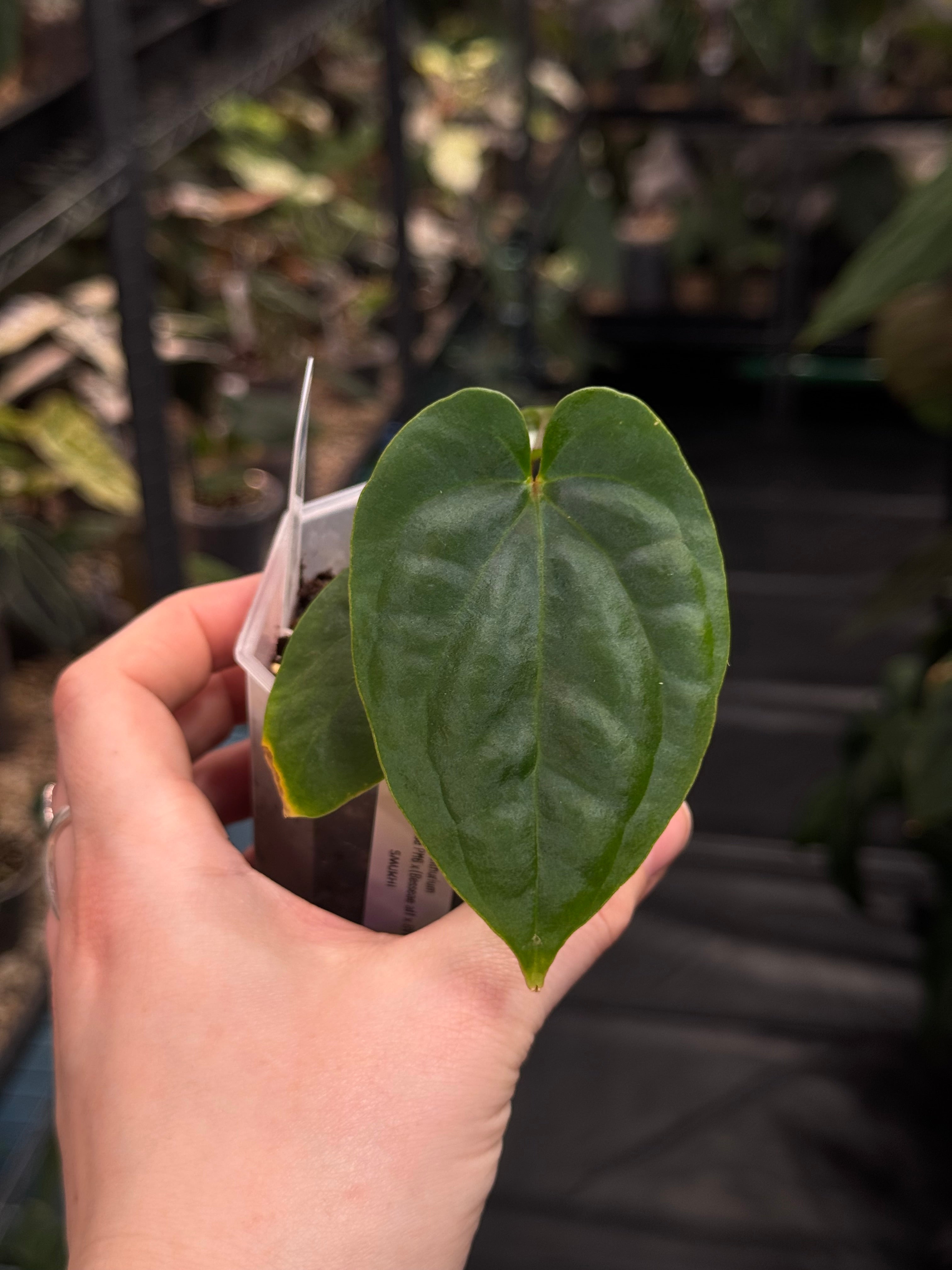 Anthurium Kunayalense PM6 x (Besseae aff x BVEP)