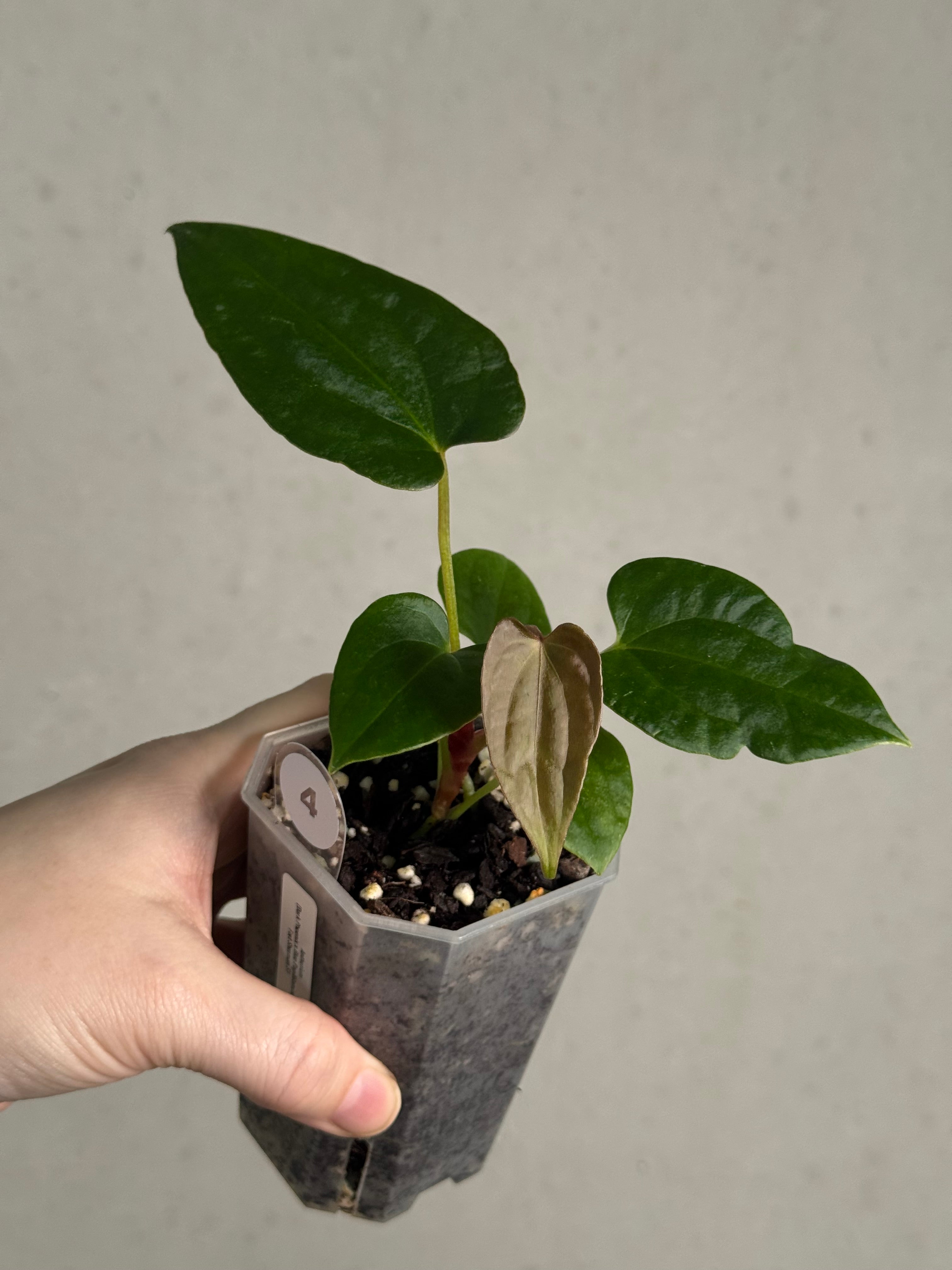 Anthurium (Dark Phoenix x Blue Papillilaminum) x Fort Sherman S1 - SMUKHI