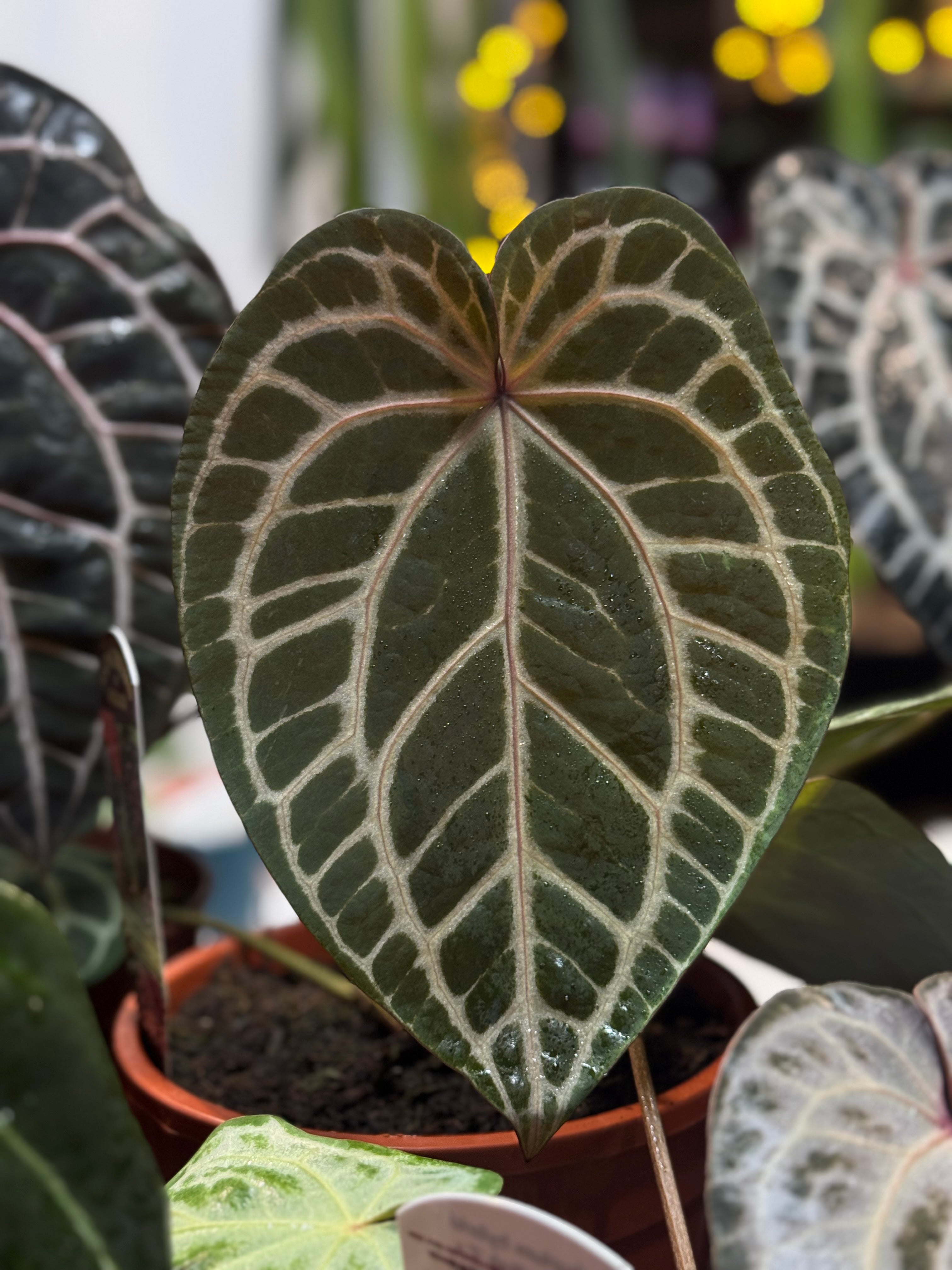 NFS: Anthurium Zara '14' x Home, Sweet Home '32' - Rare Finds for