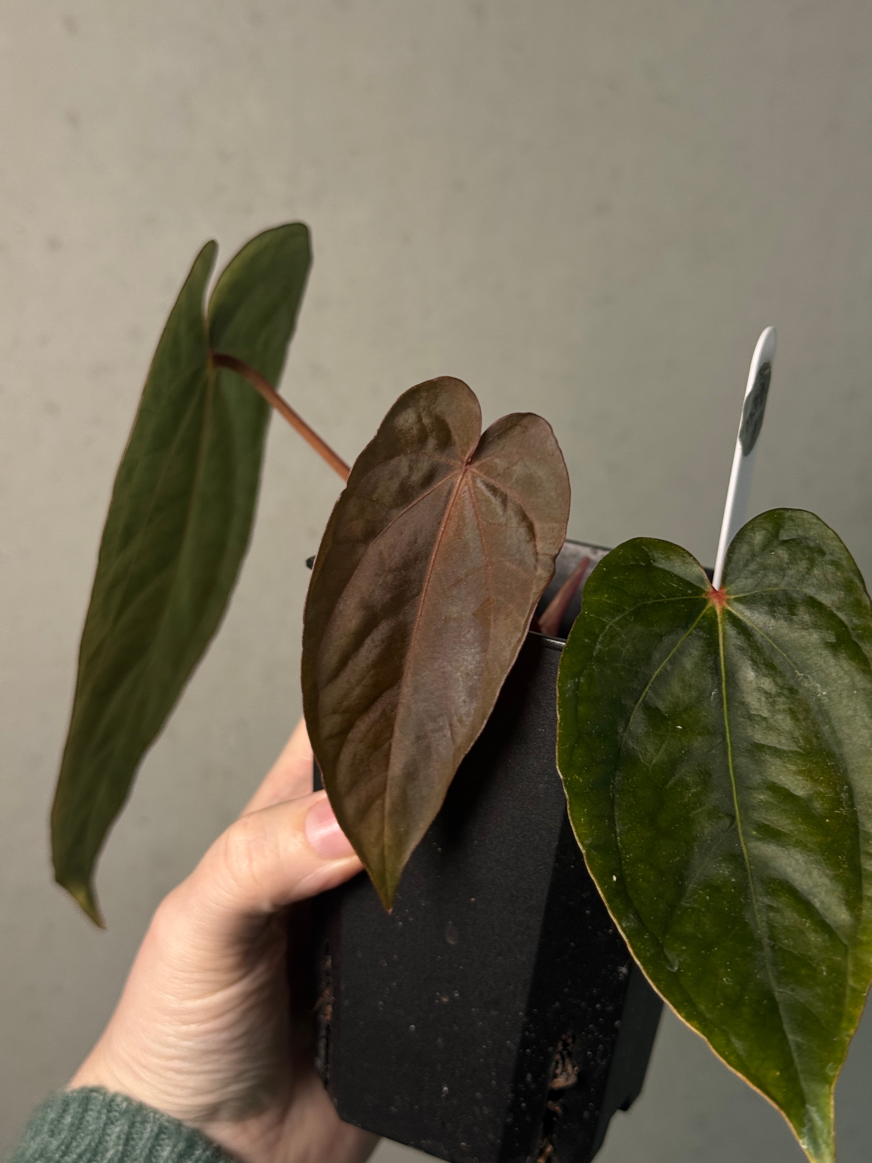Anthurium Dressleri NSE 'Obsidian' x RG - SMUKHI