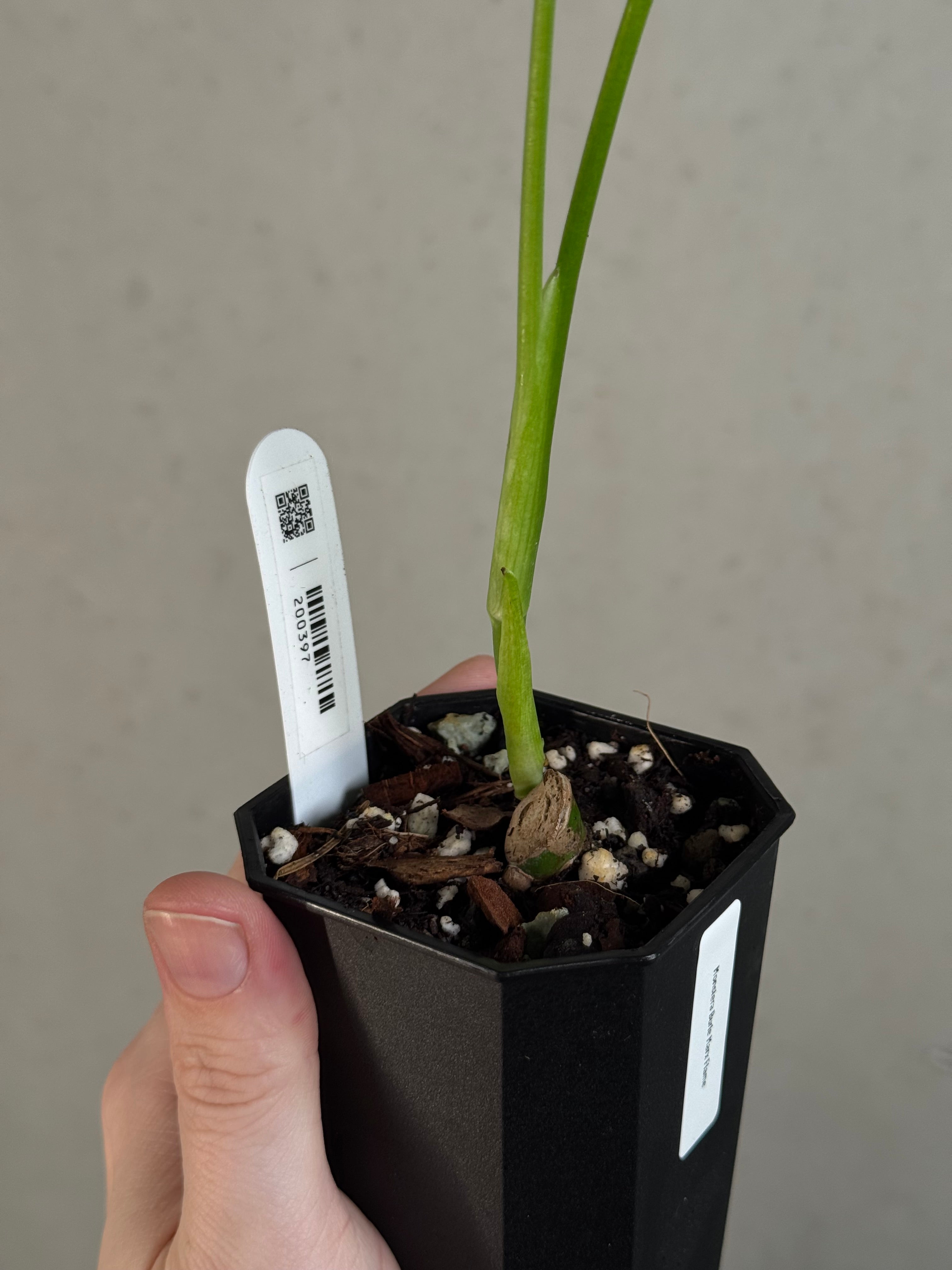 Monstera Burle Marx Flame - Clone