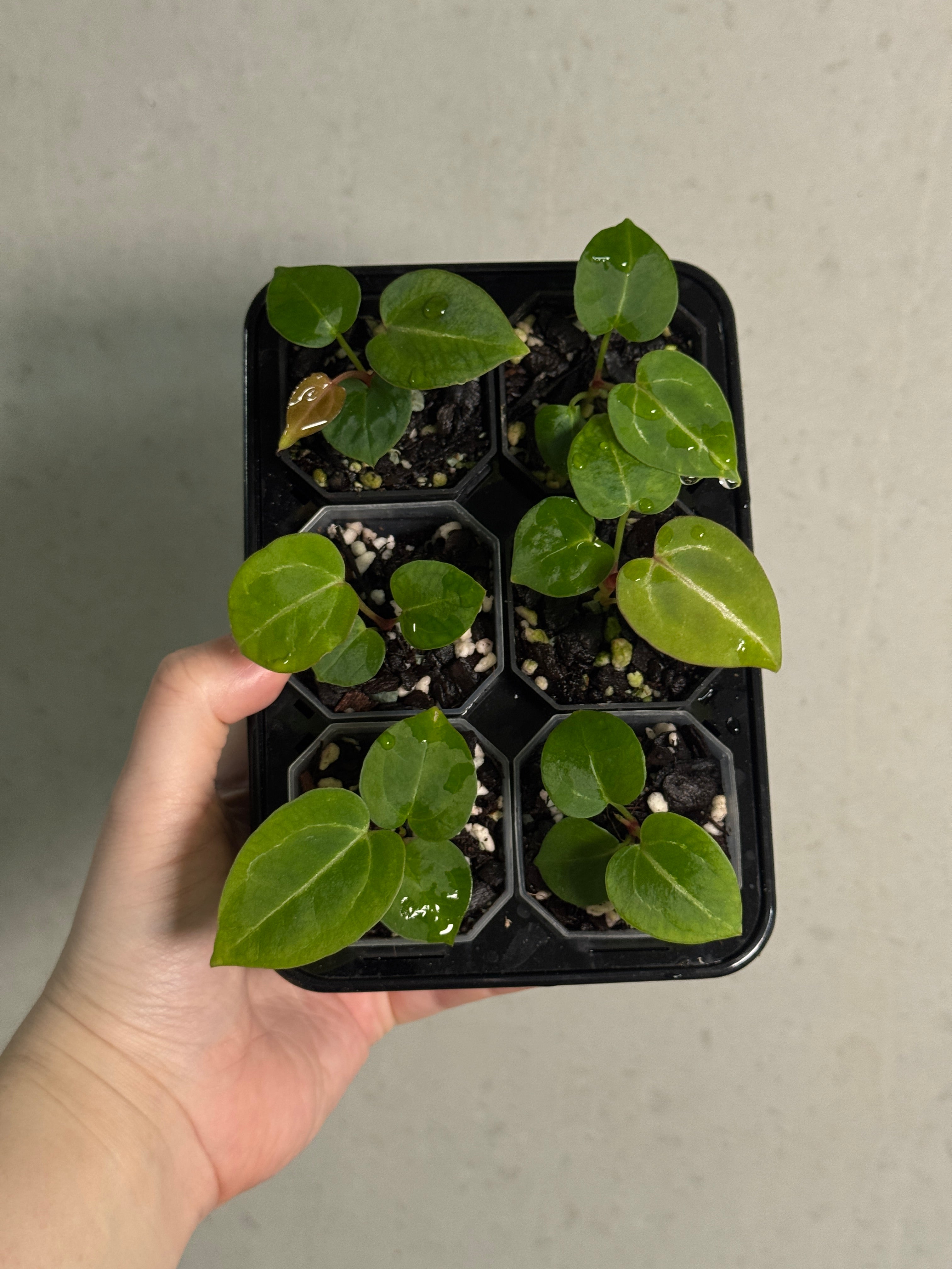 Anthurium Michelle S1 x Crystallinum 'Chocolate' - Rare Finds for