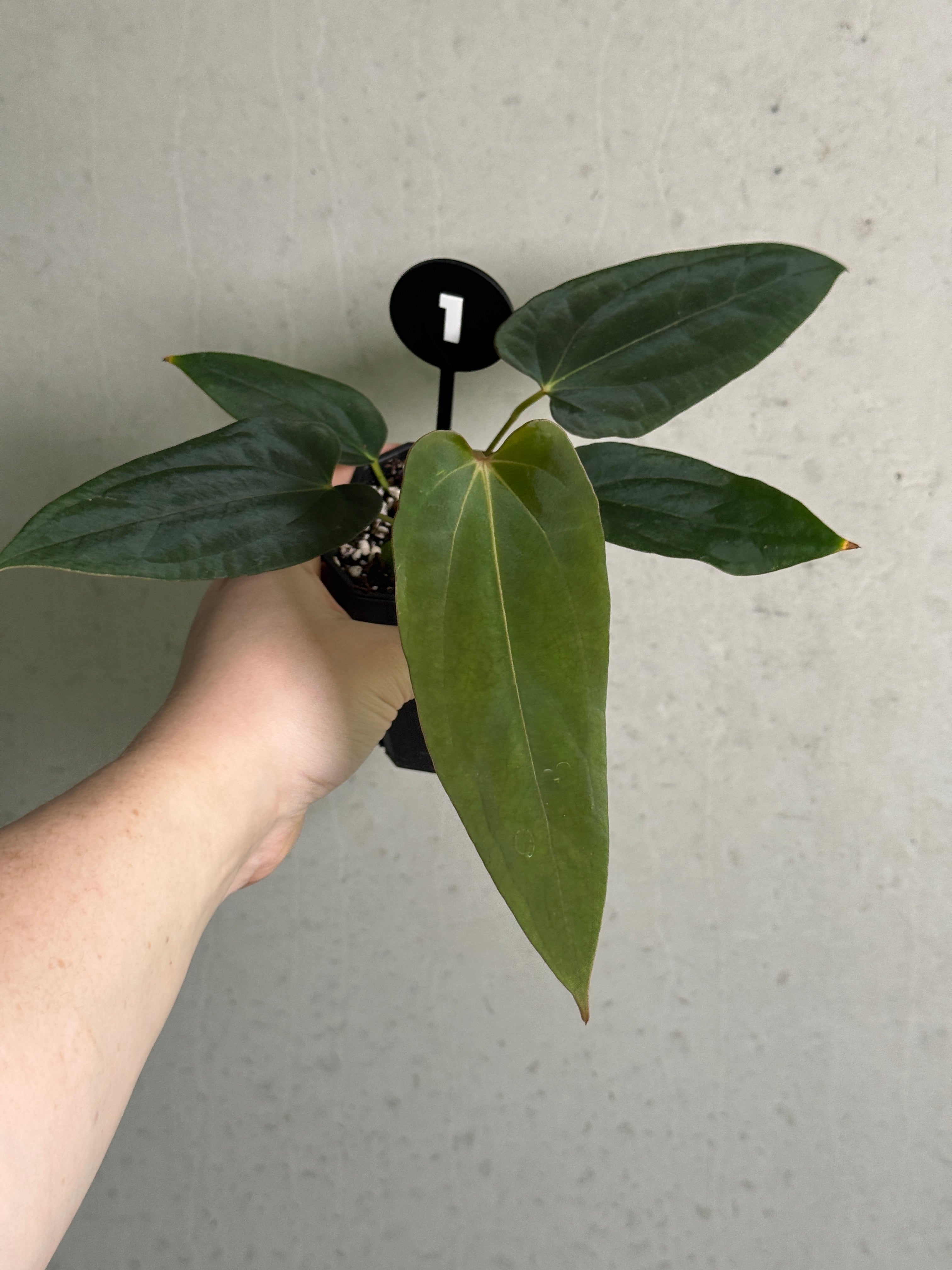 Anthurium Portillae 'Dorito' x BVEP (‘Round’ x RA1) 'Nightmare'