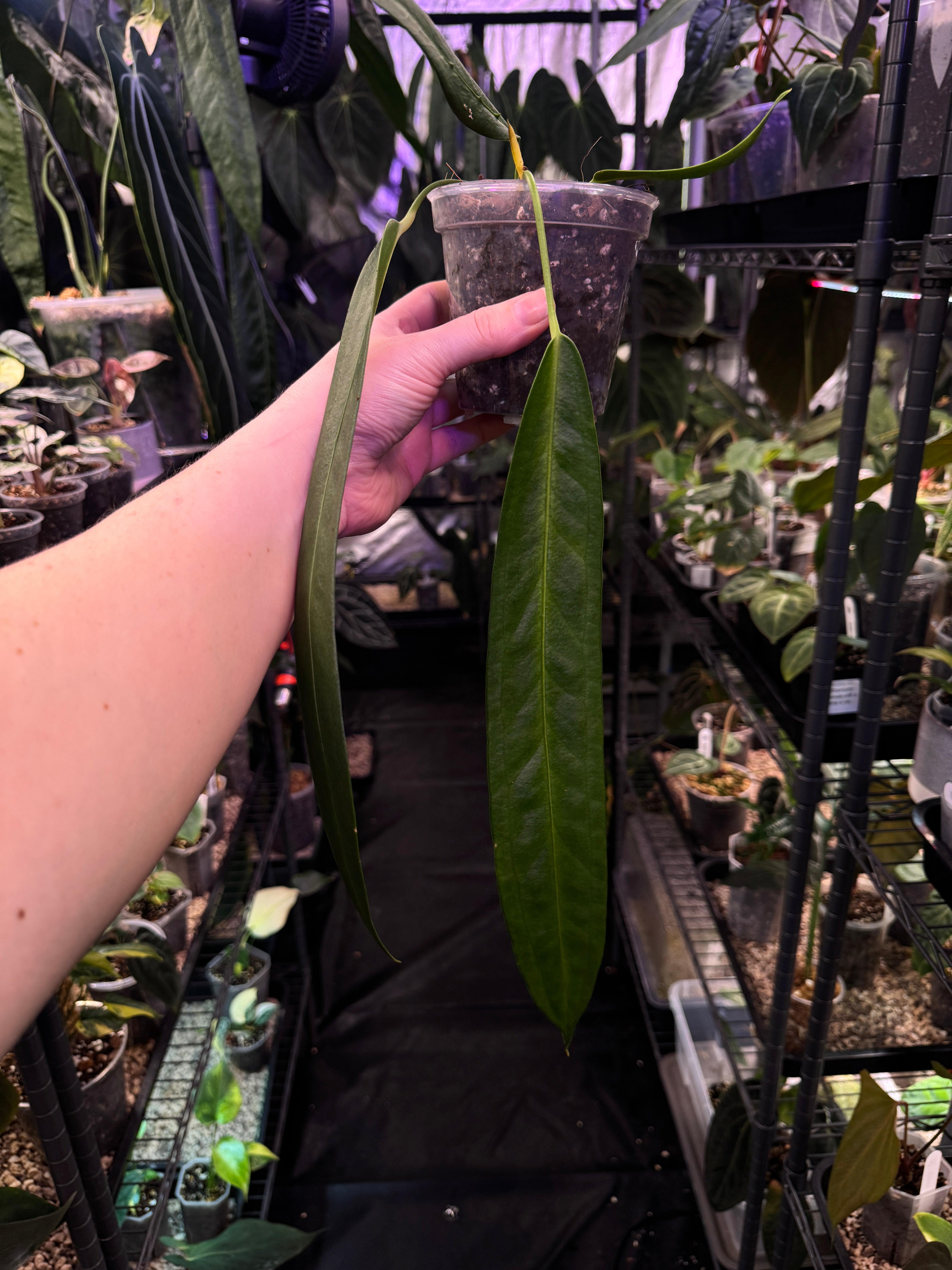 Anthurium Wendlingeri