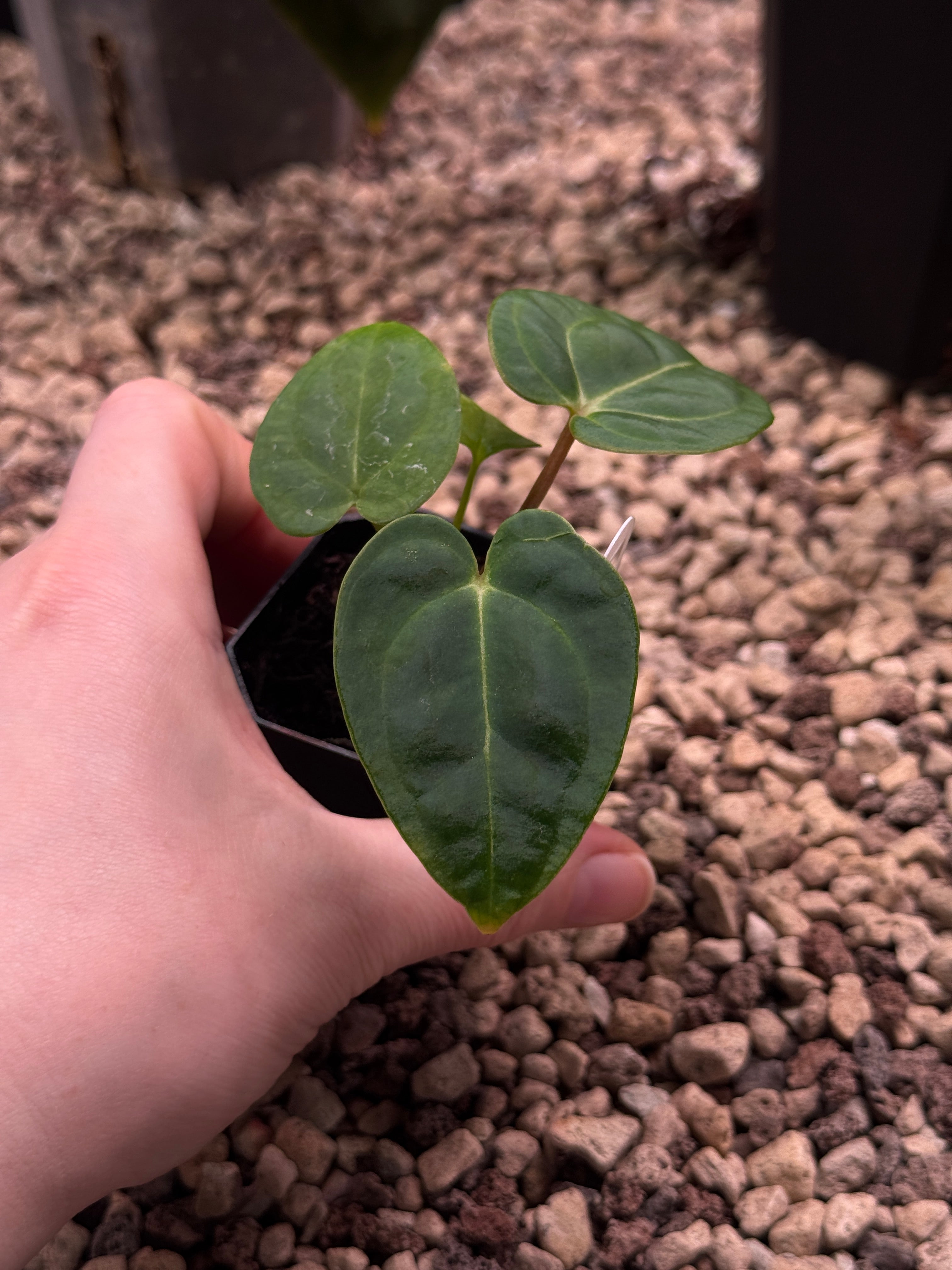 Anthurium (‘Pink Lemonade’ x Windy Dressleri) x Carlablackiae JPG.1