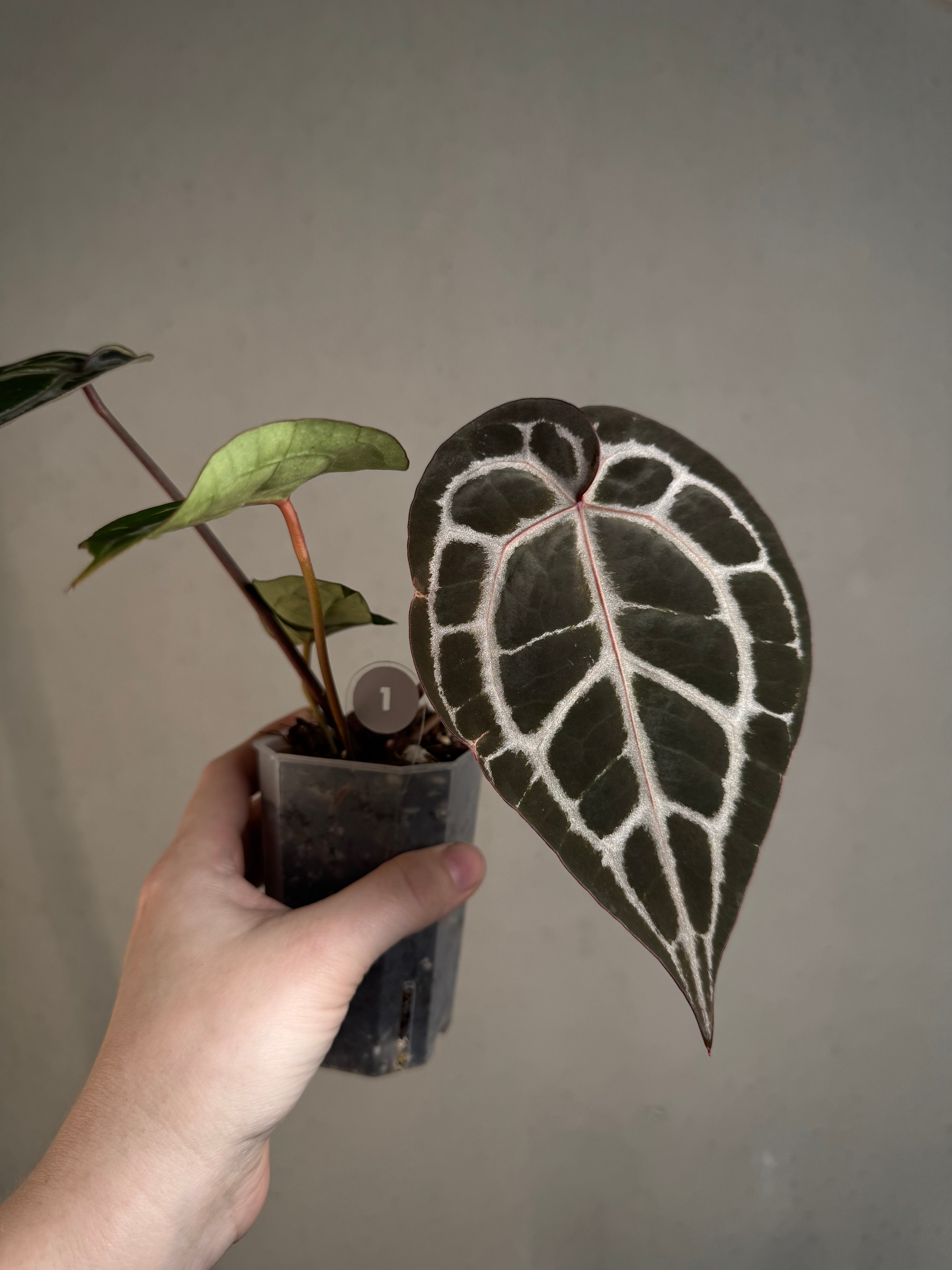 Anthurium DocBlock Michelle