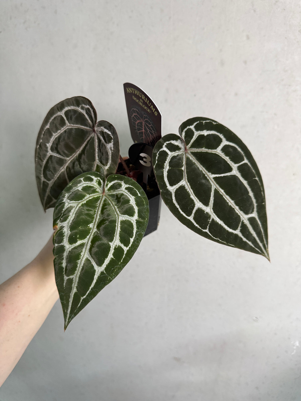 Bright red Anthurium Michelle plant with glossy green leaves, featuring vibrant heart-shaped flowers, from DocBlock plants.