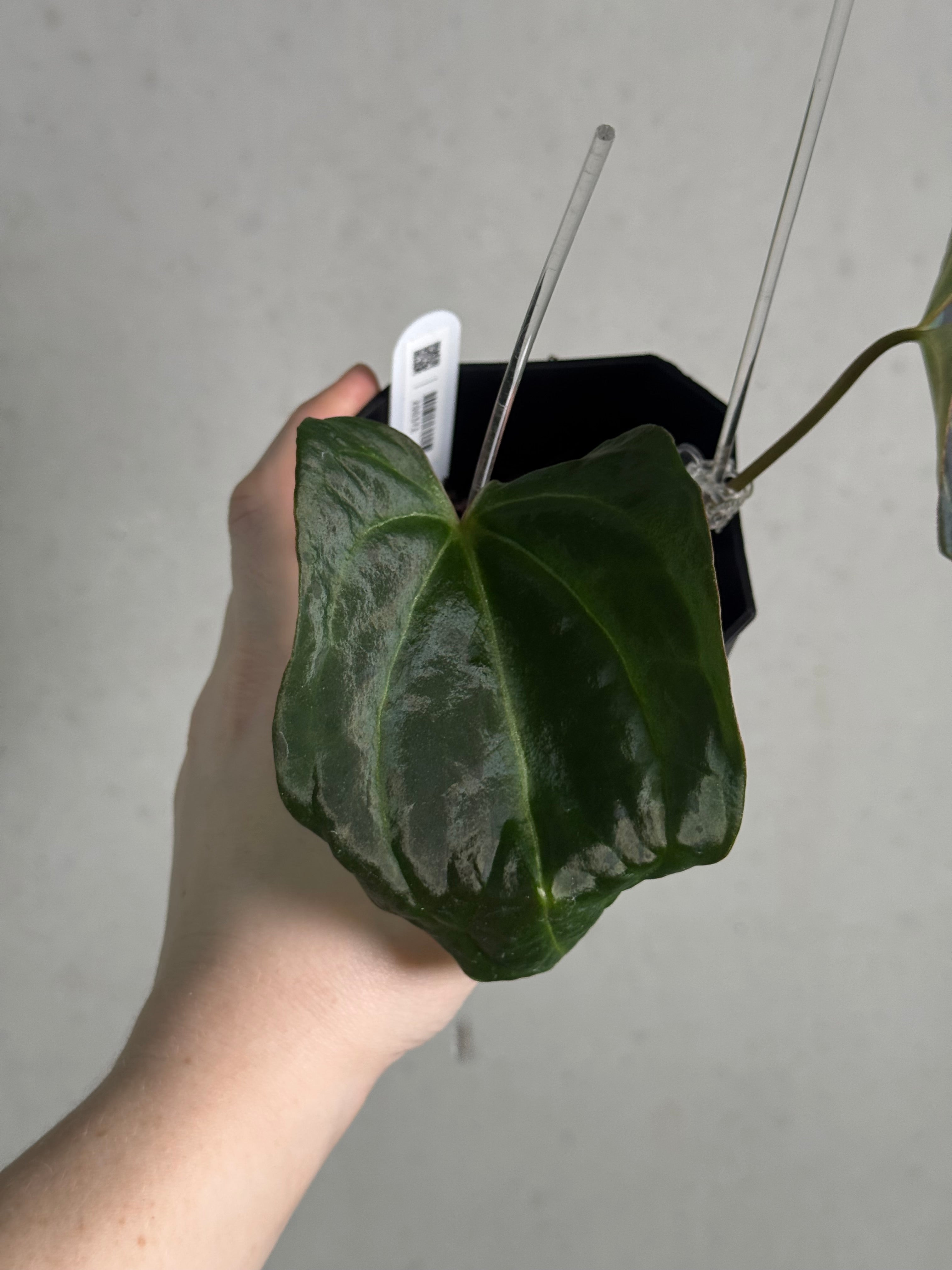 Anthurium DocBlock Black Widow '13' x '43' #3 - Clone - Pre-order - SMUKHI