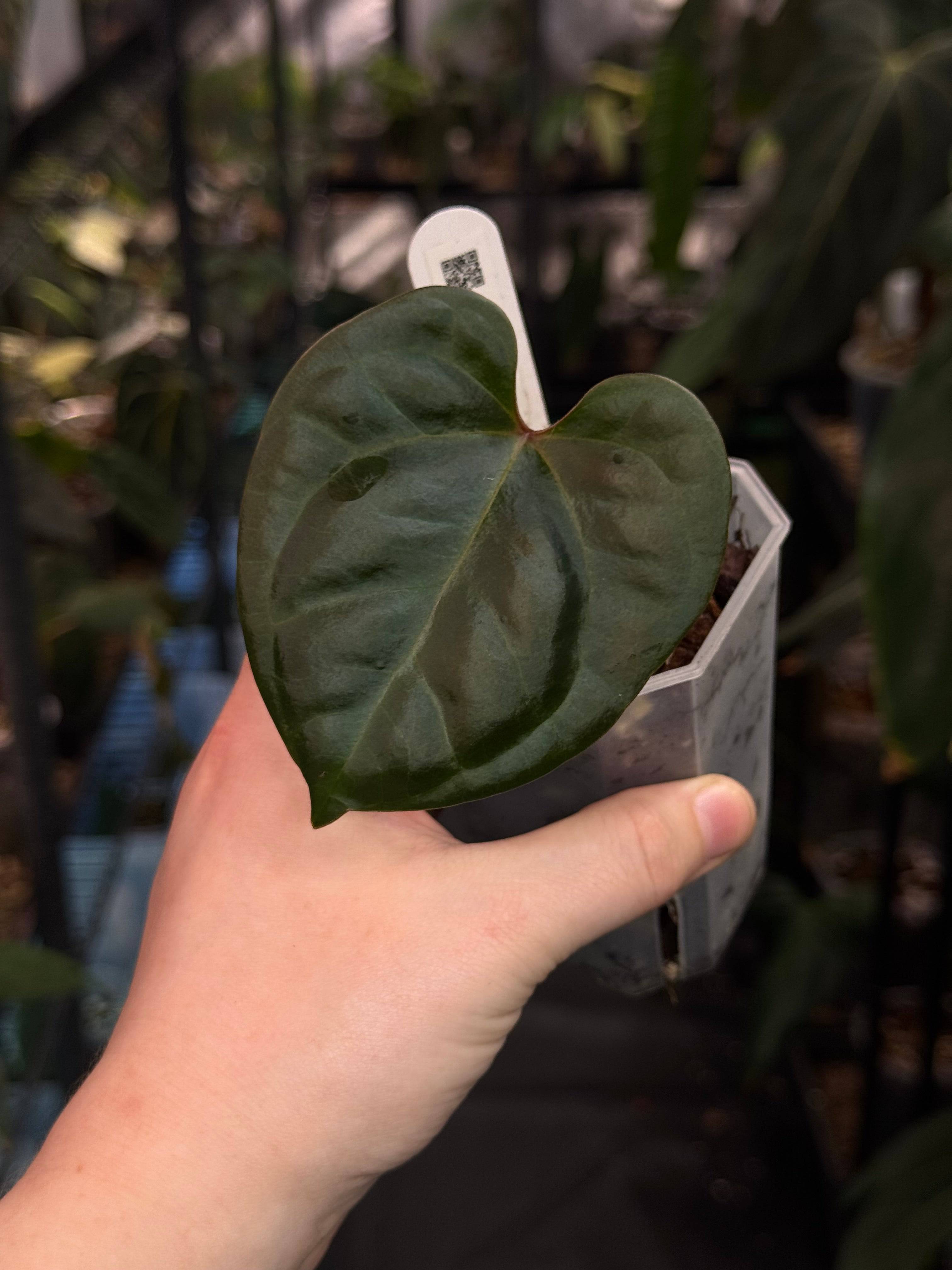 Anthurium Besseae aff x Luxurians - SMUKHI