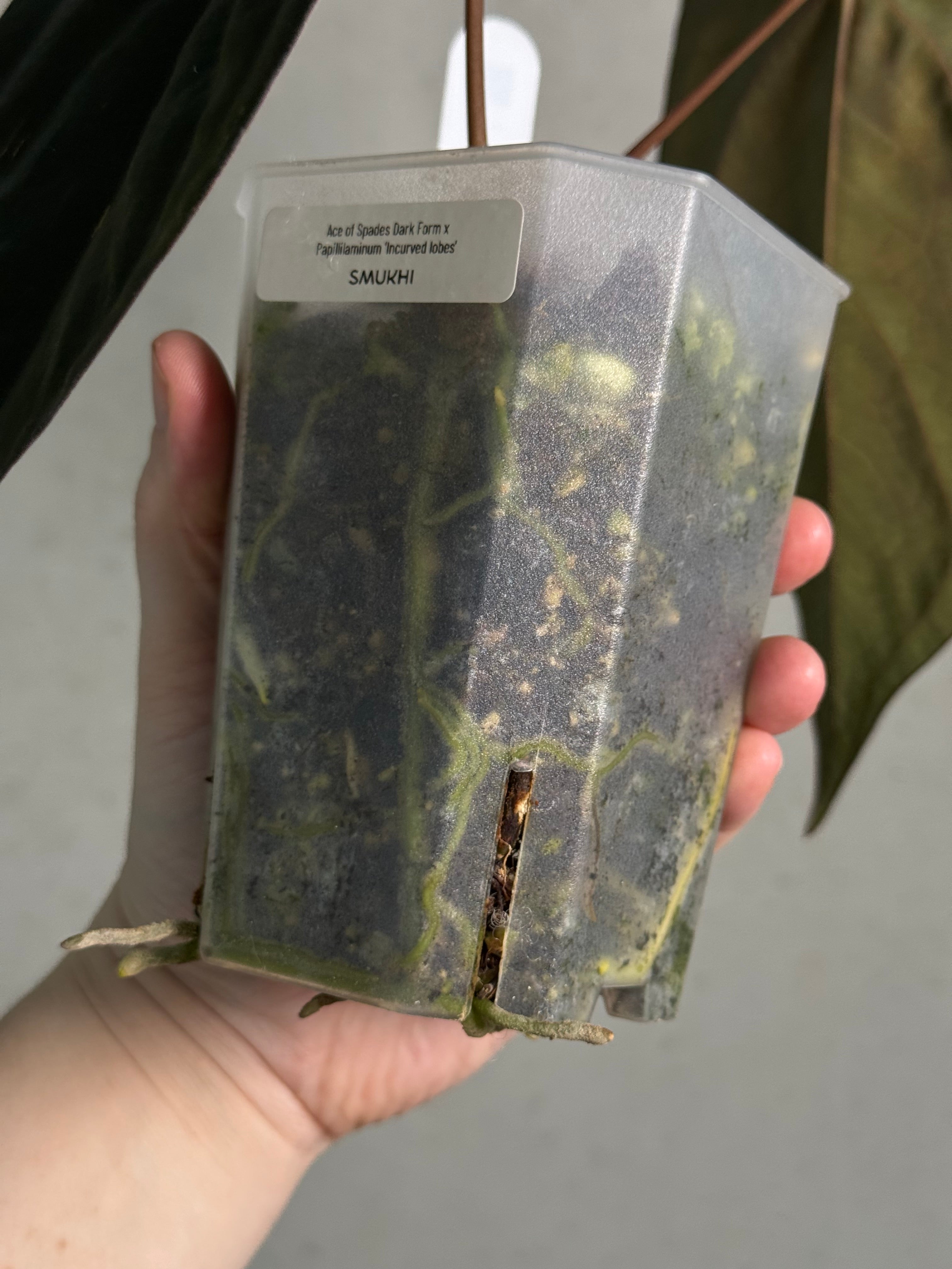 Anthurium Ace of Spades Dark Form x Papillilaminum 'Incurved lobes' - Clone - SMUKHI