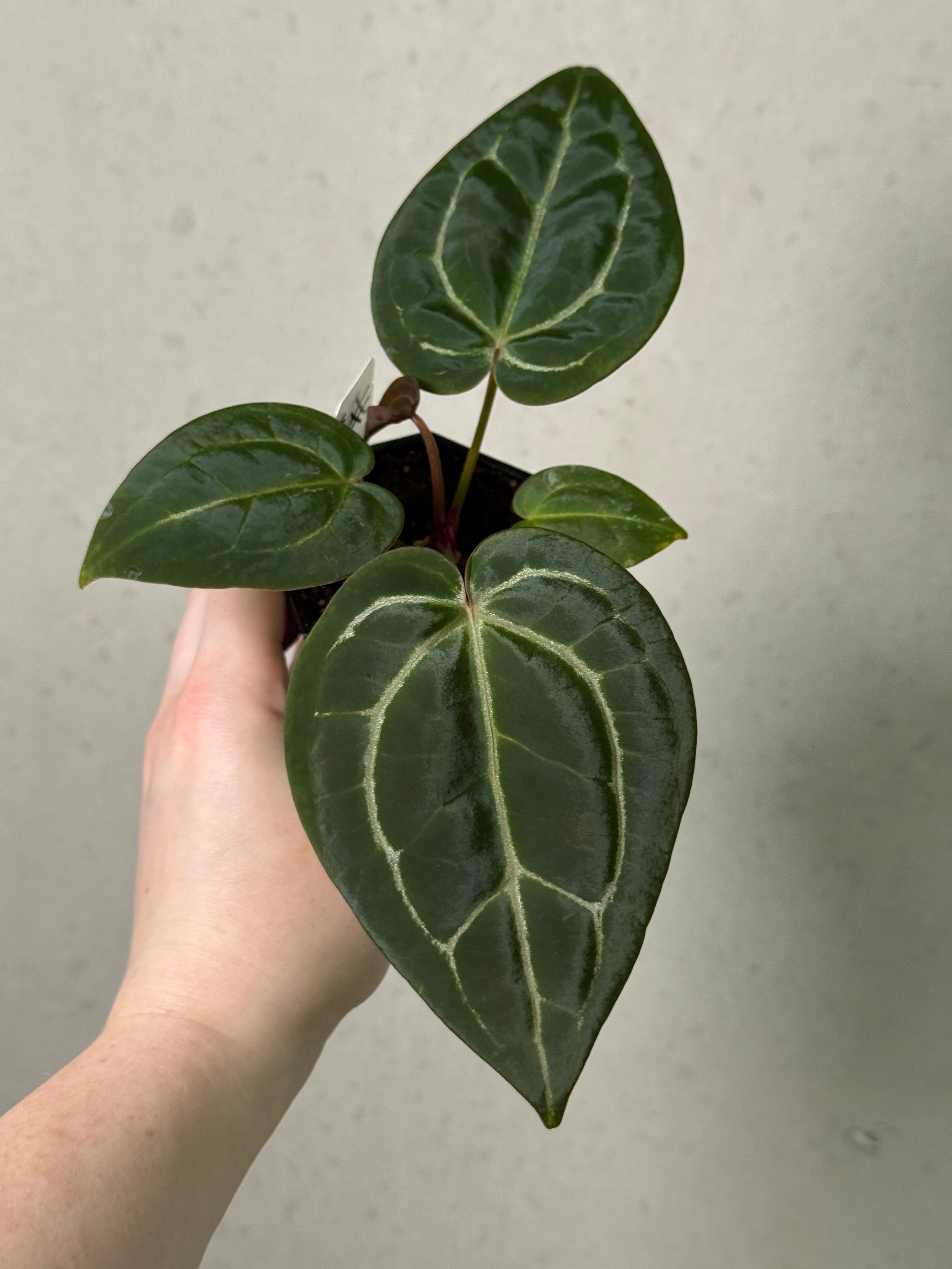 Anthurium 'Stripey' X2 x (Black Widow x Michelle) ‘PM1’