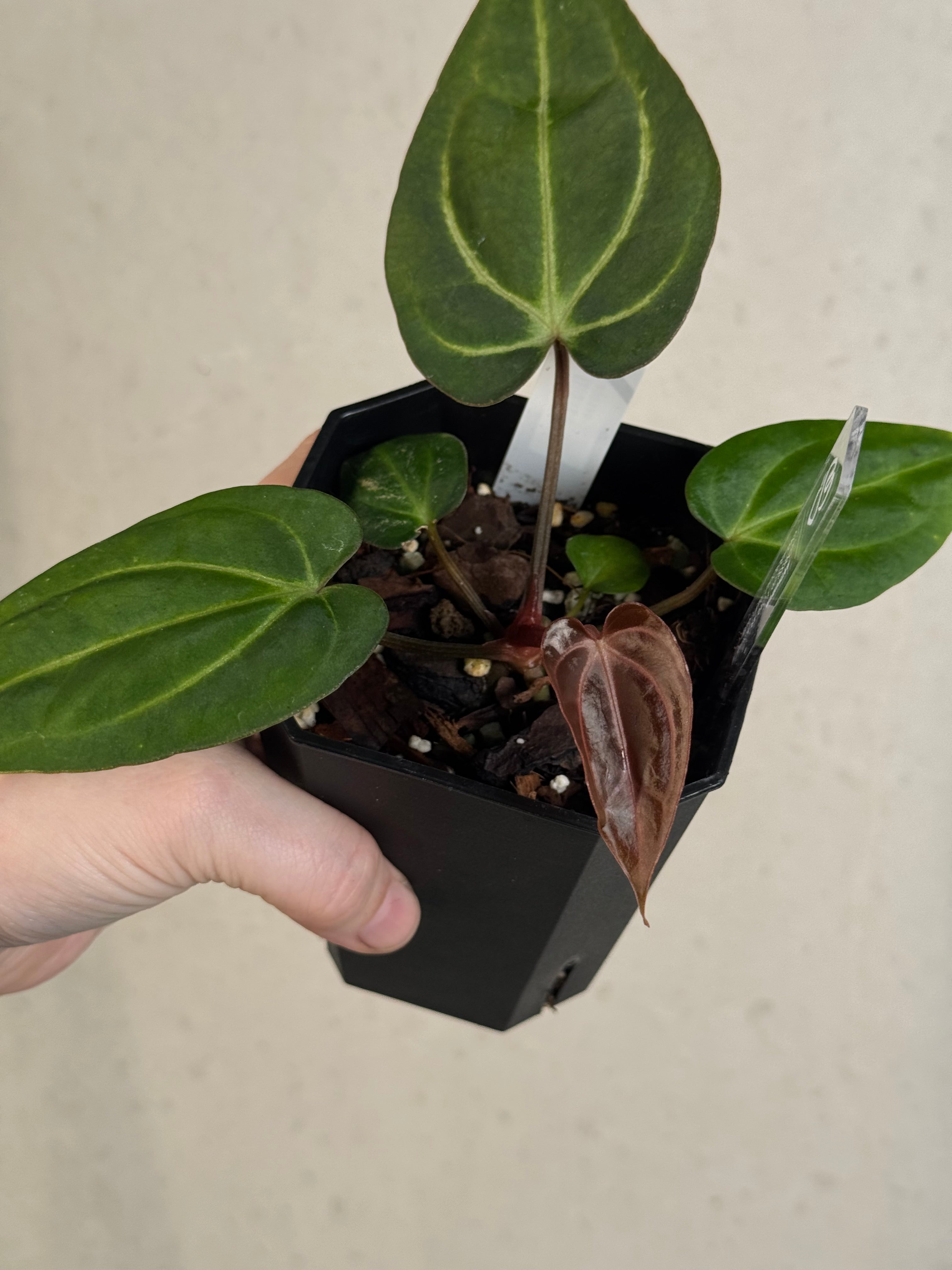Anthurium (Dressleri x Carlablackiae) x Carlablackiae (RA5 x RA10)