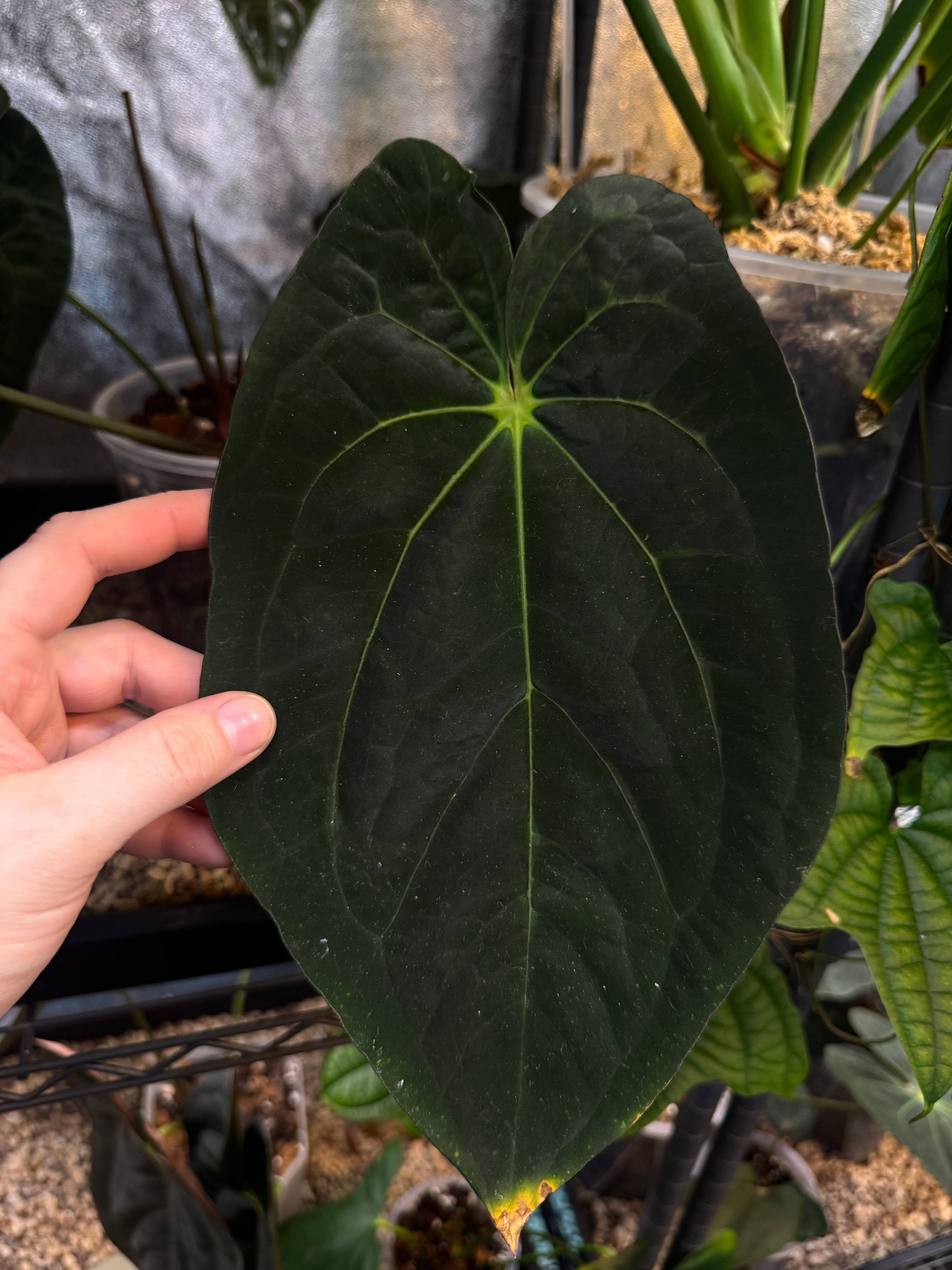 NFS: Anthurium Papillilaminum XOne x Xone