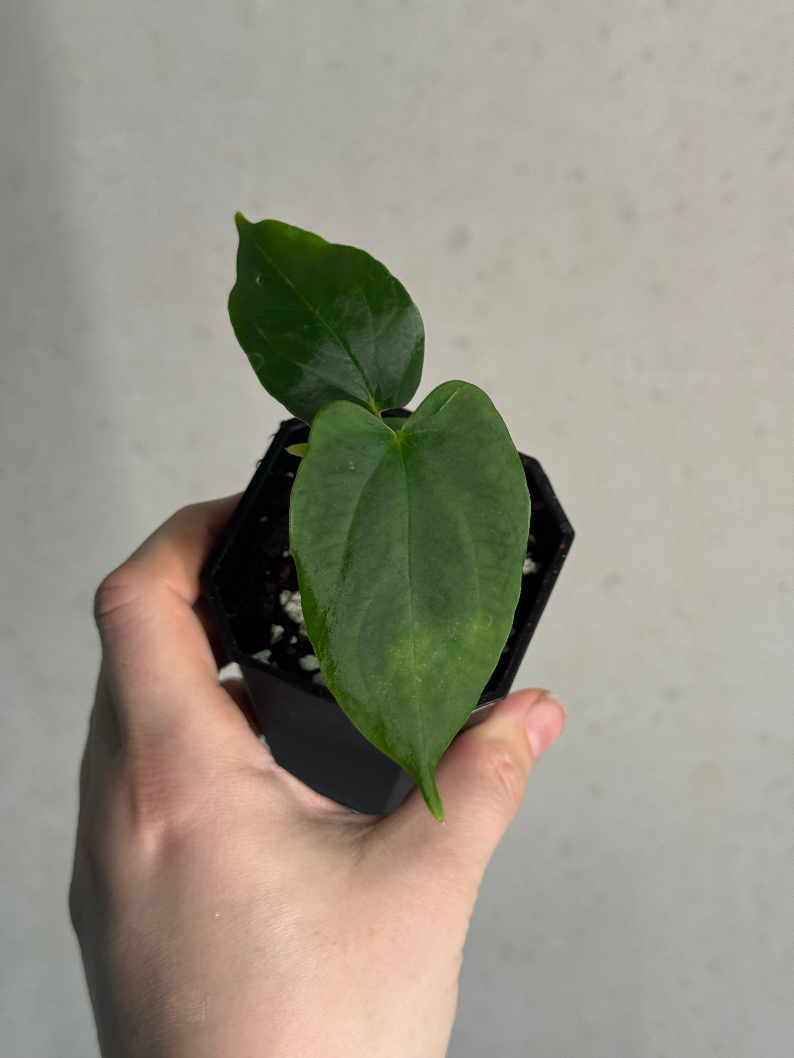 Anthurium ‘Dracula’ x self