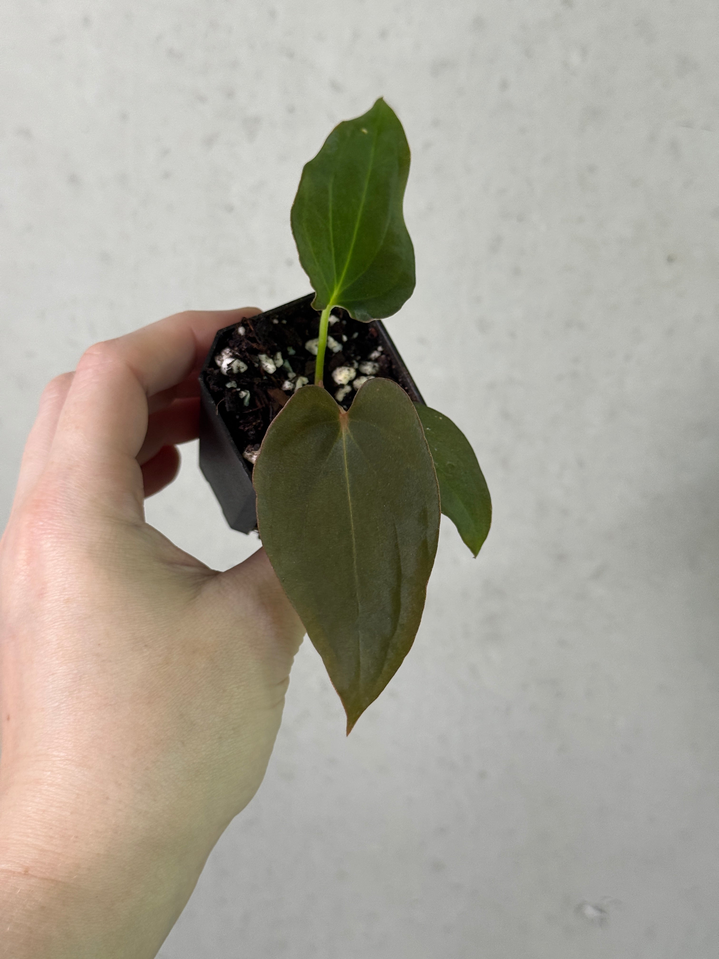 Anthurium 'Purple Rain' clone plant by SMUKHI, featuring dark purple leaves and vibrant spathes, potted in a decorative container.