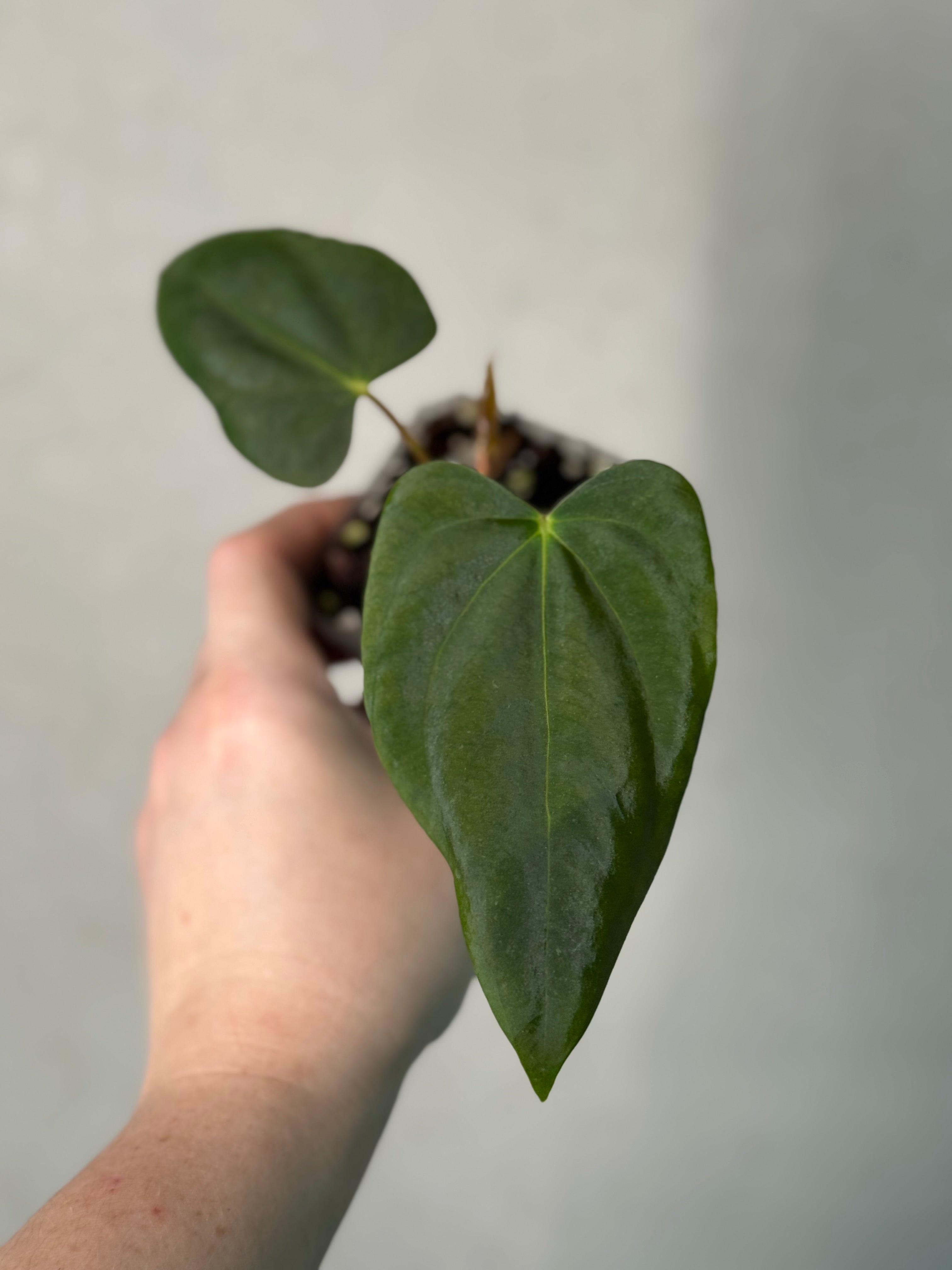 Anthurium FSxRL ‘Grim Reaper’ x Papillilaminum RA6 - Clone