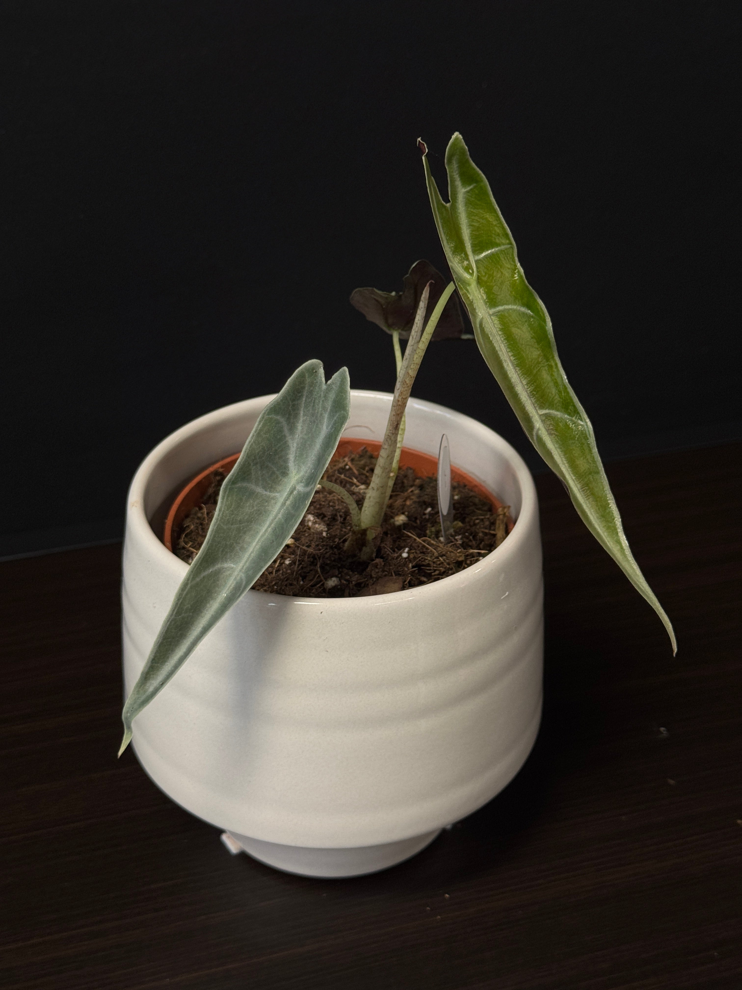 Alocasia Longiloba Purple