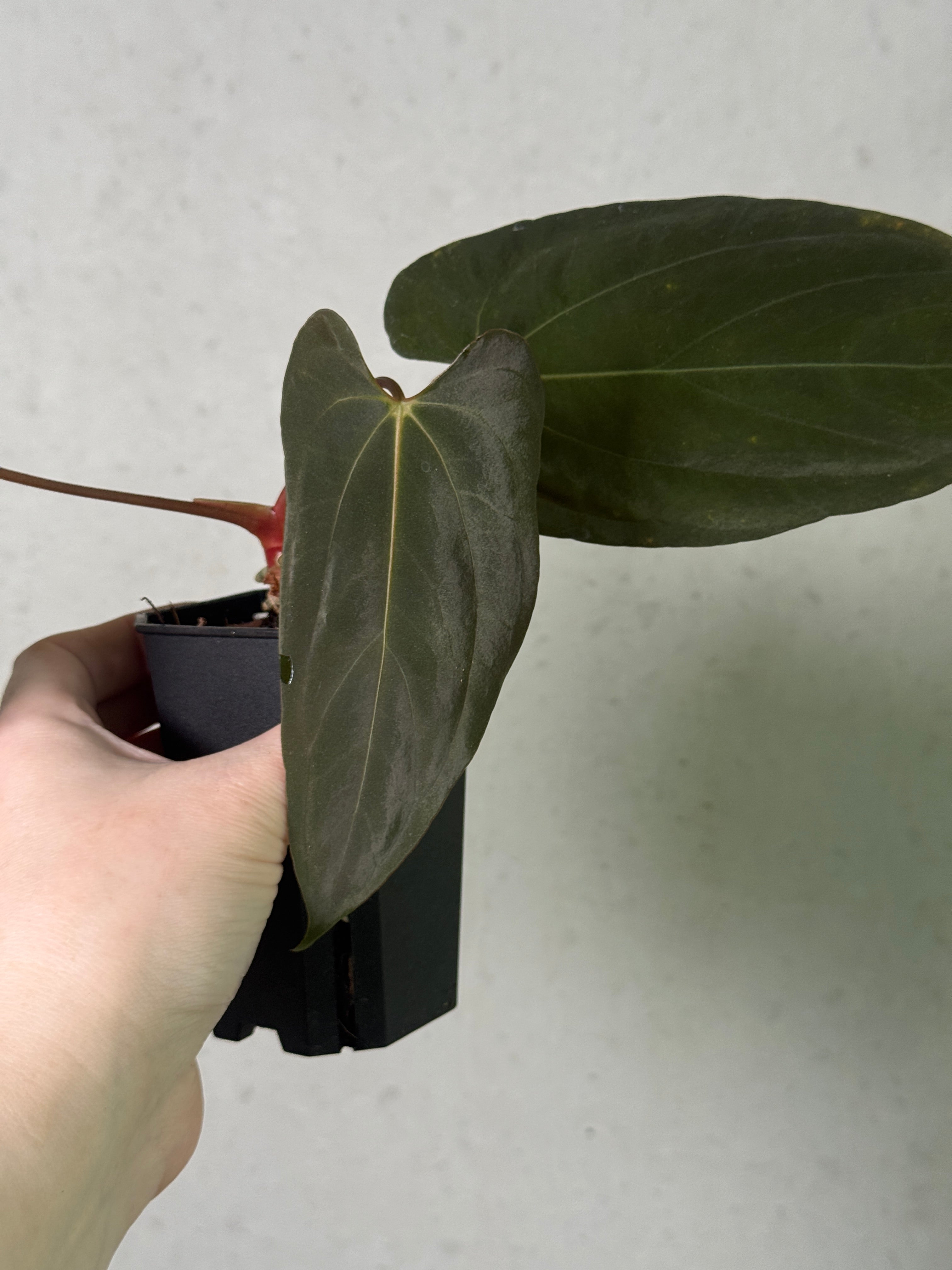 Anthurium RLxFS 'Dagger' plant with glossy, dark green leaves and vibrant red flowers, displayed in a pot.