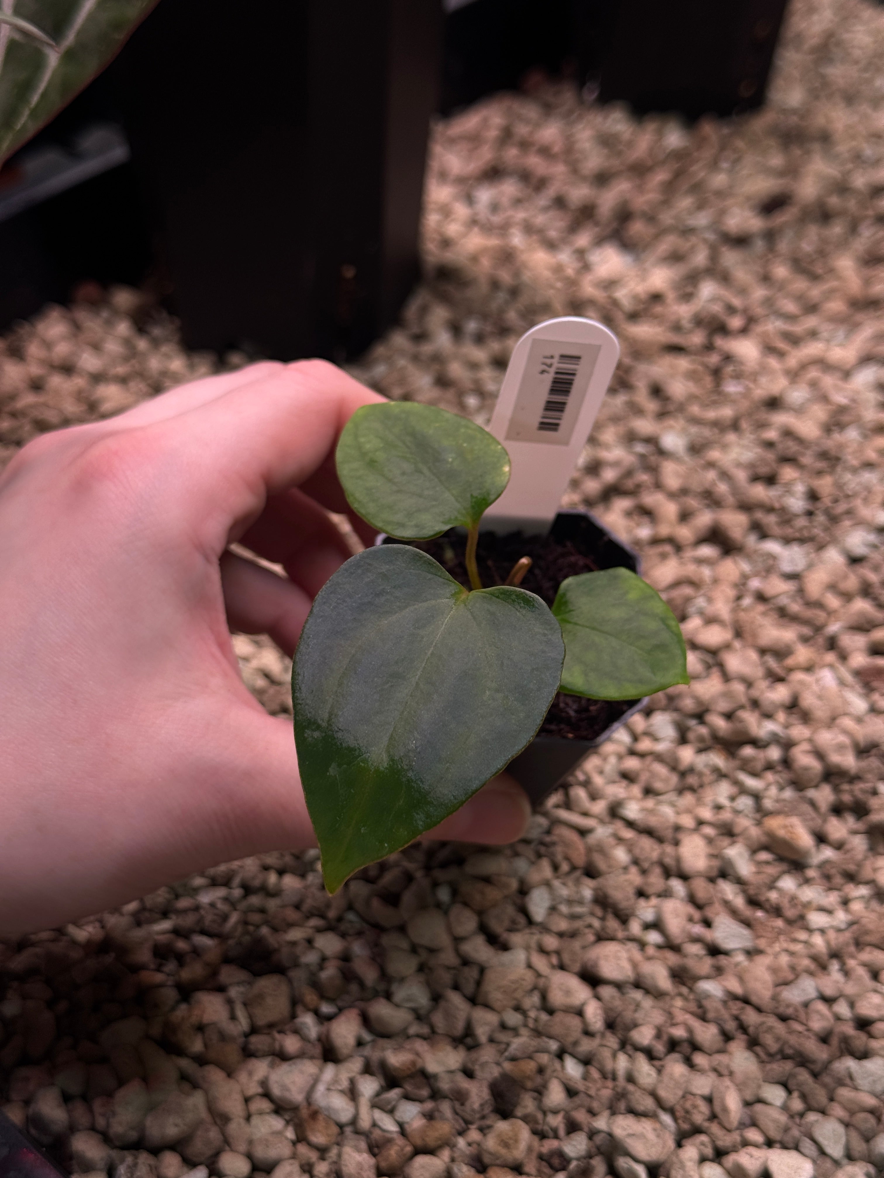 Anthurium Mr. Worldwide x sp. Nov DF