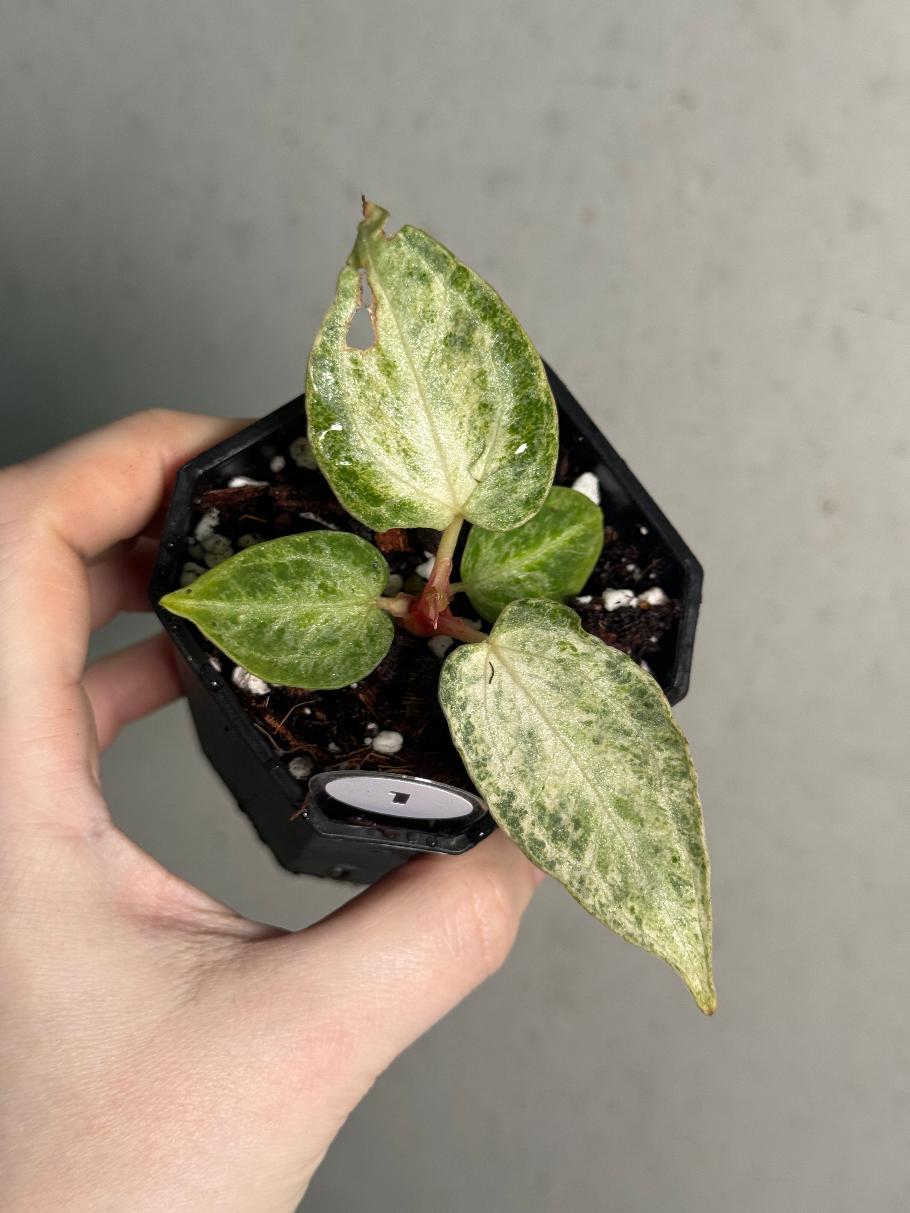 Anthurium 'Silver Blush' Mint Variegata - SMUKHI