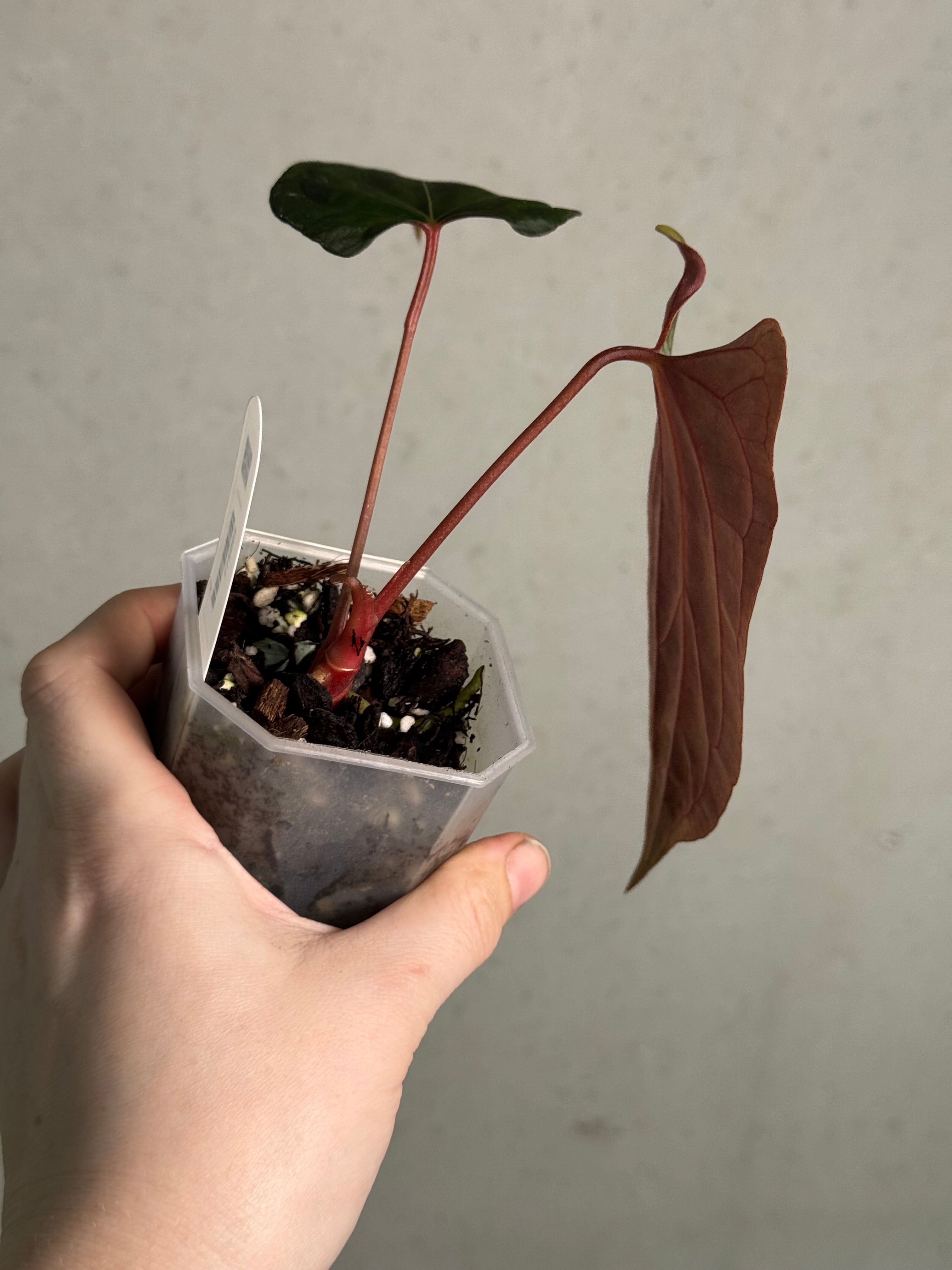 Anthurium Ralph Lynam x Fort Sherman (JV) - Clone - SMUKHI