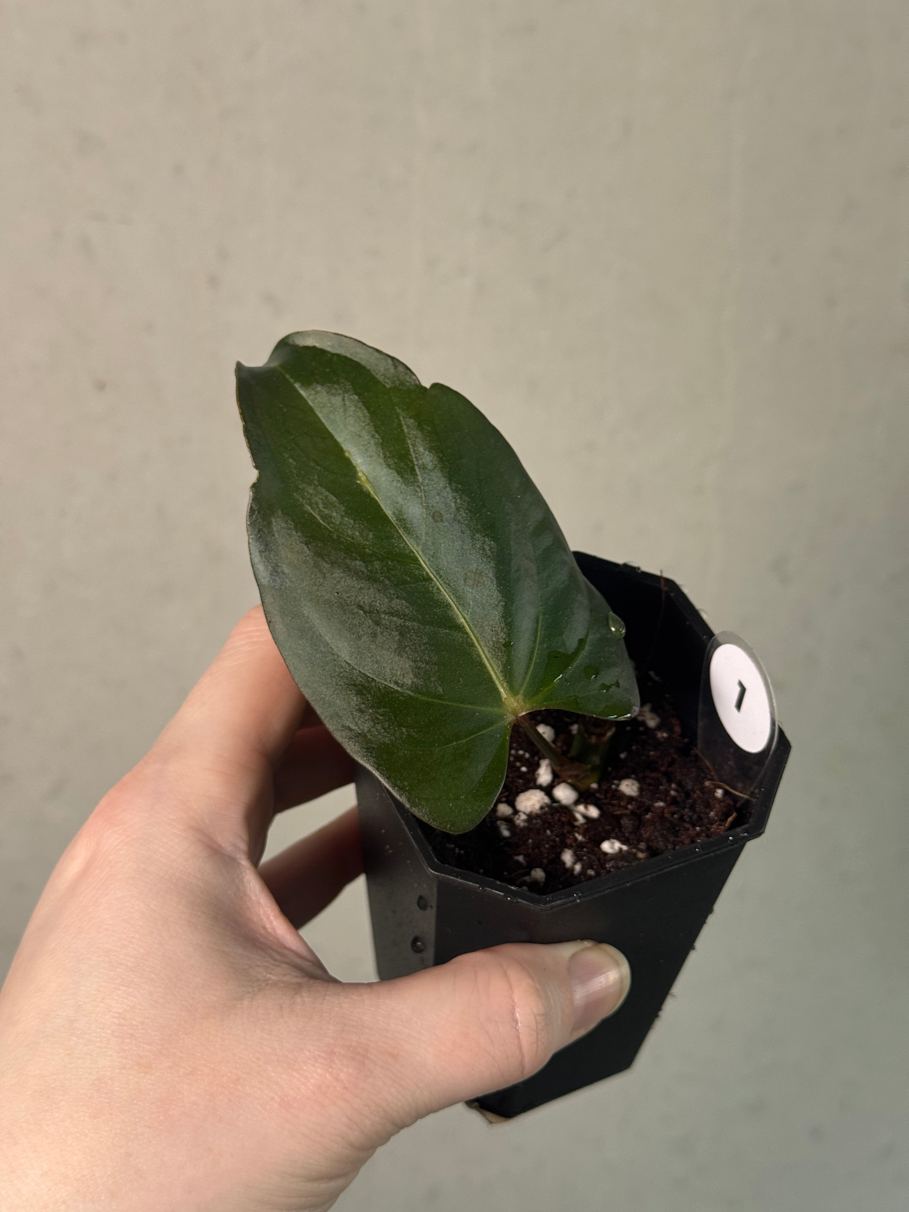 Anthurium Indo Portillae S1 - Clone - SMUKHI