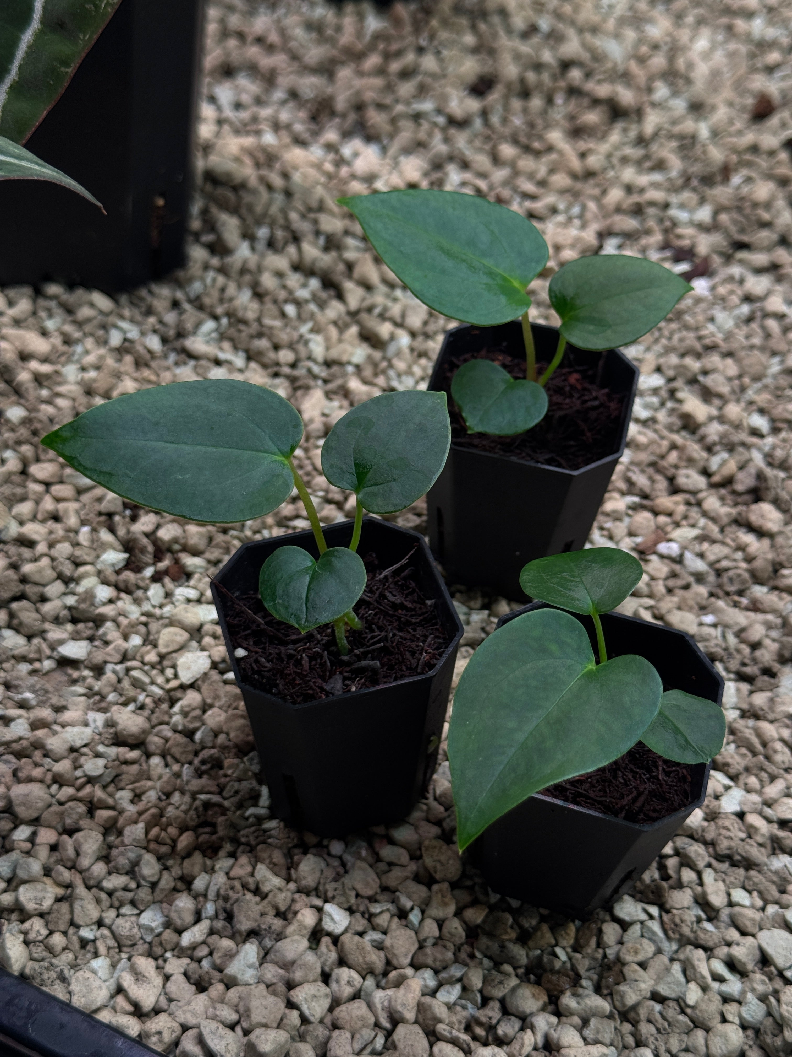 Anthurium (Fort Sherman x self) x (NSE Carlablackiae x)